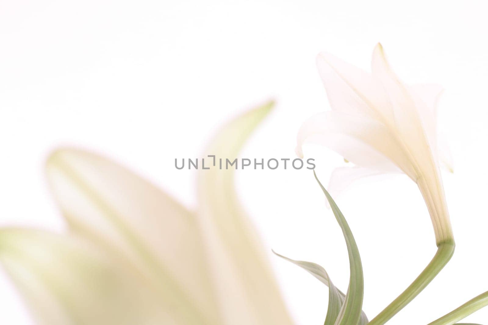 White lily