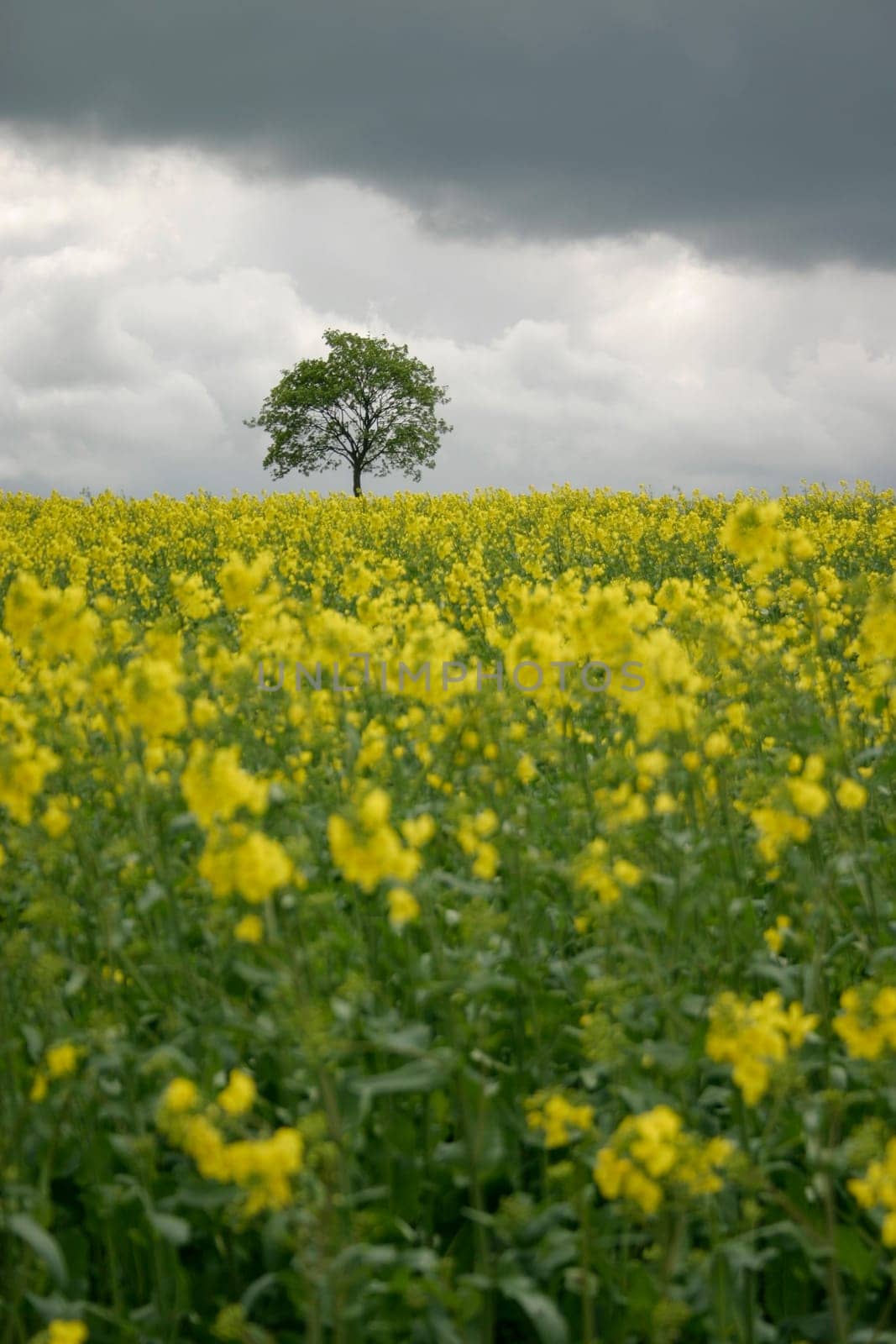 Tree in rapeseed field