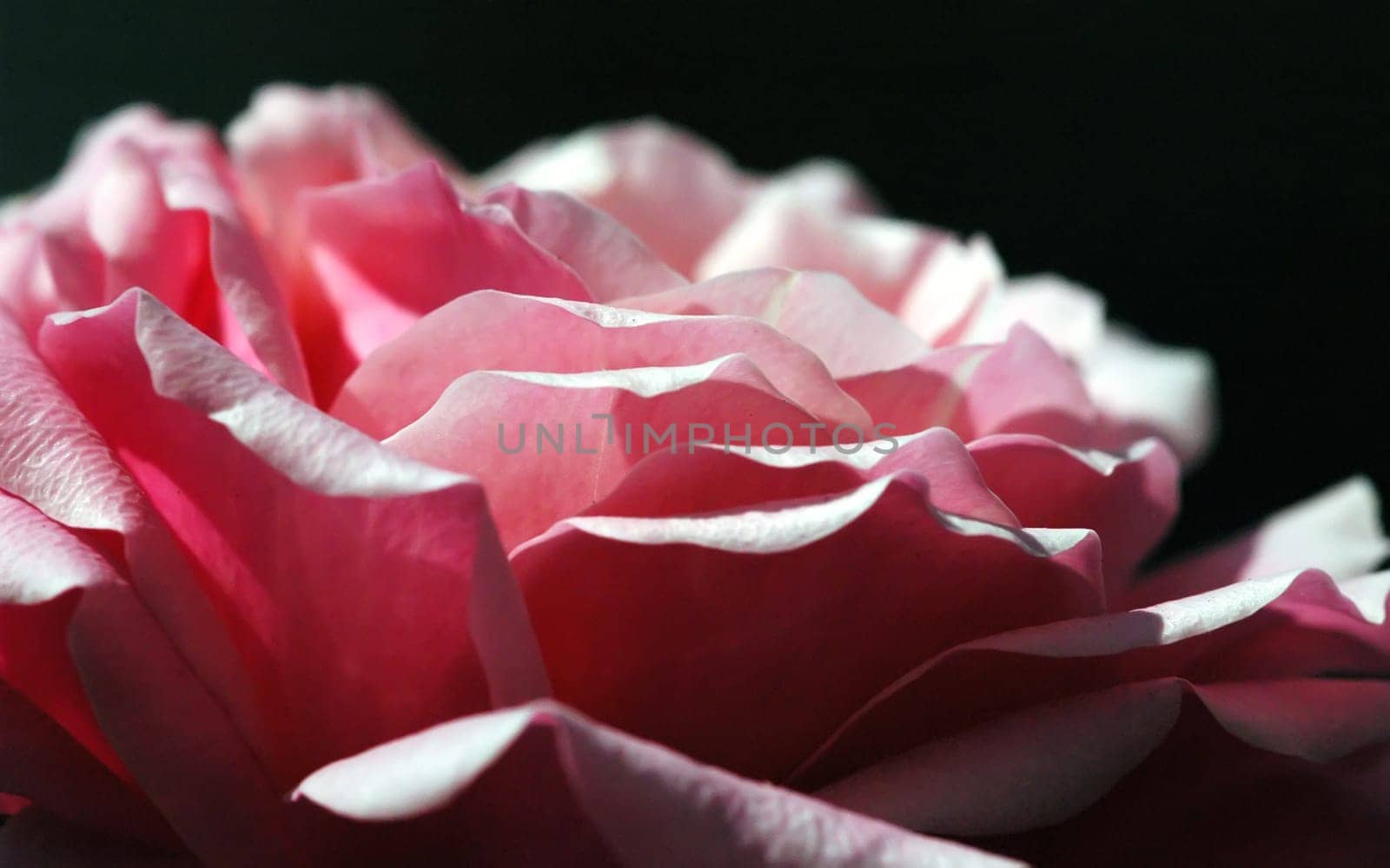 Rose petals