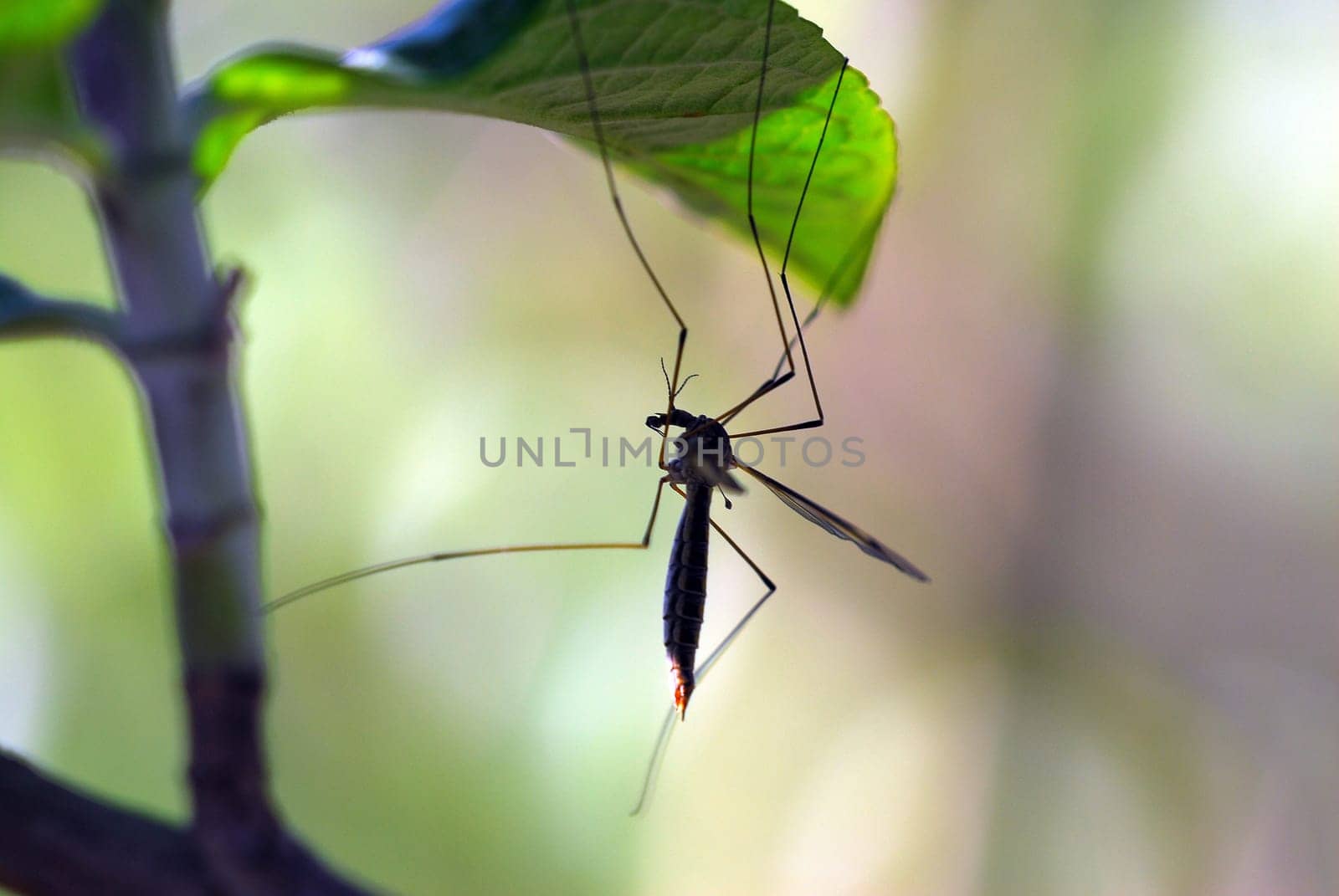 Gnat