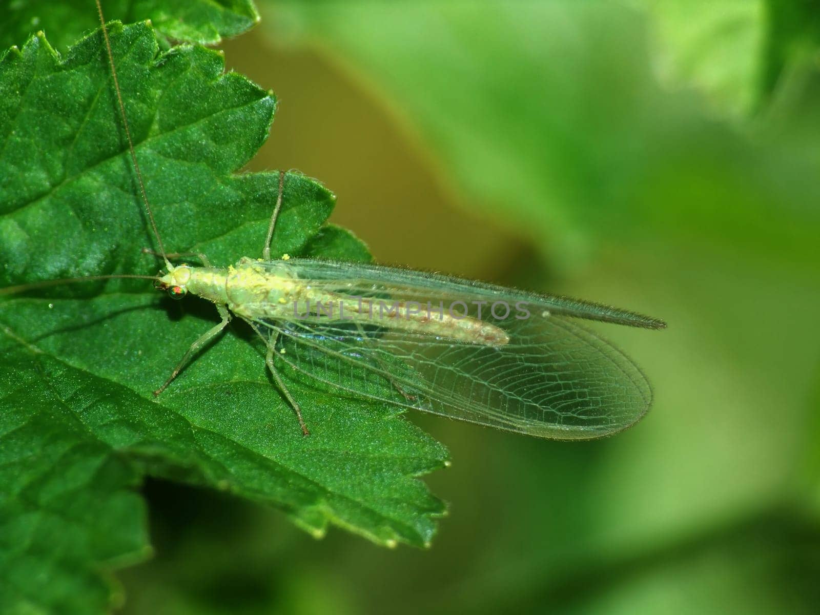 Lacewing
