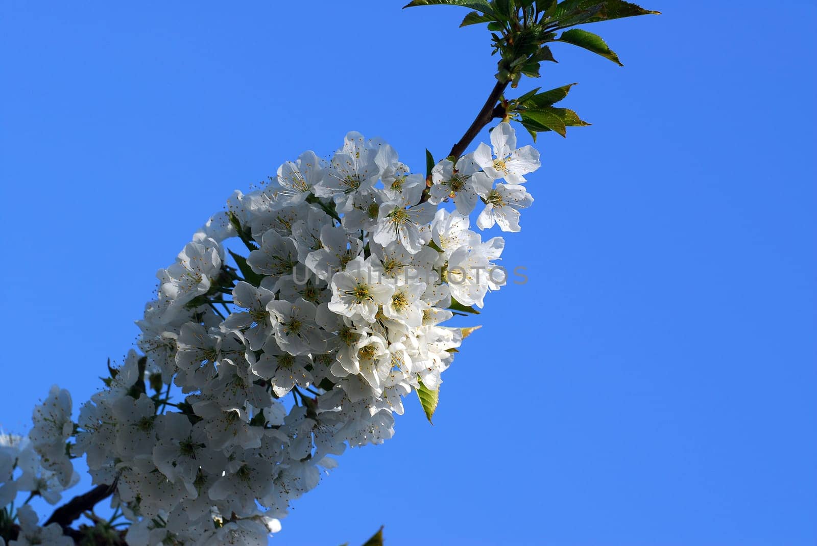 Cherry Blossom Time 2