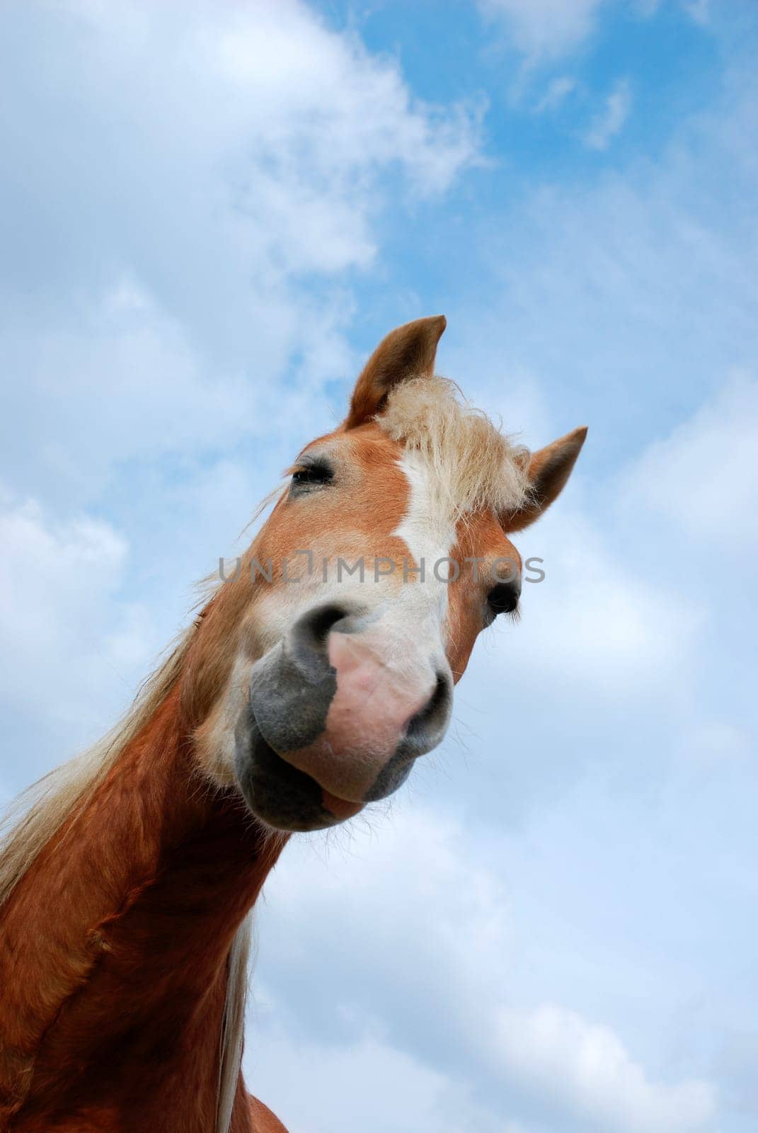 Horse portrait