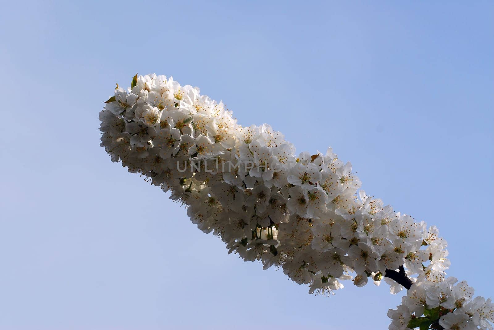Cherry blossom