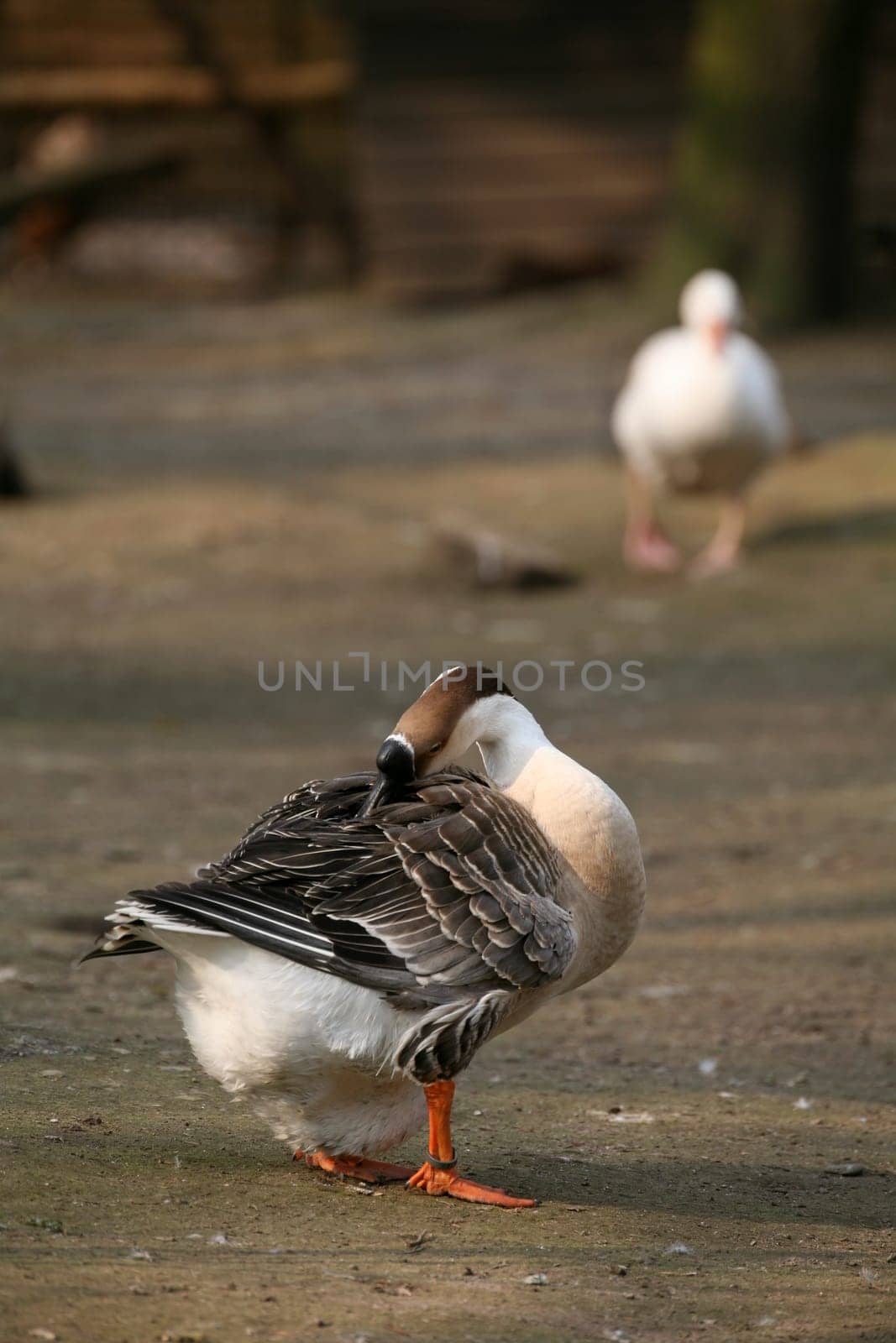 Free-range poultry