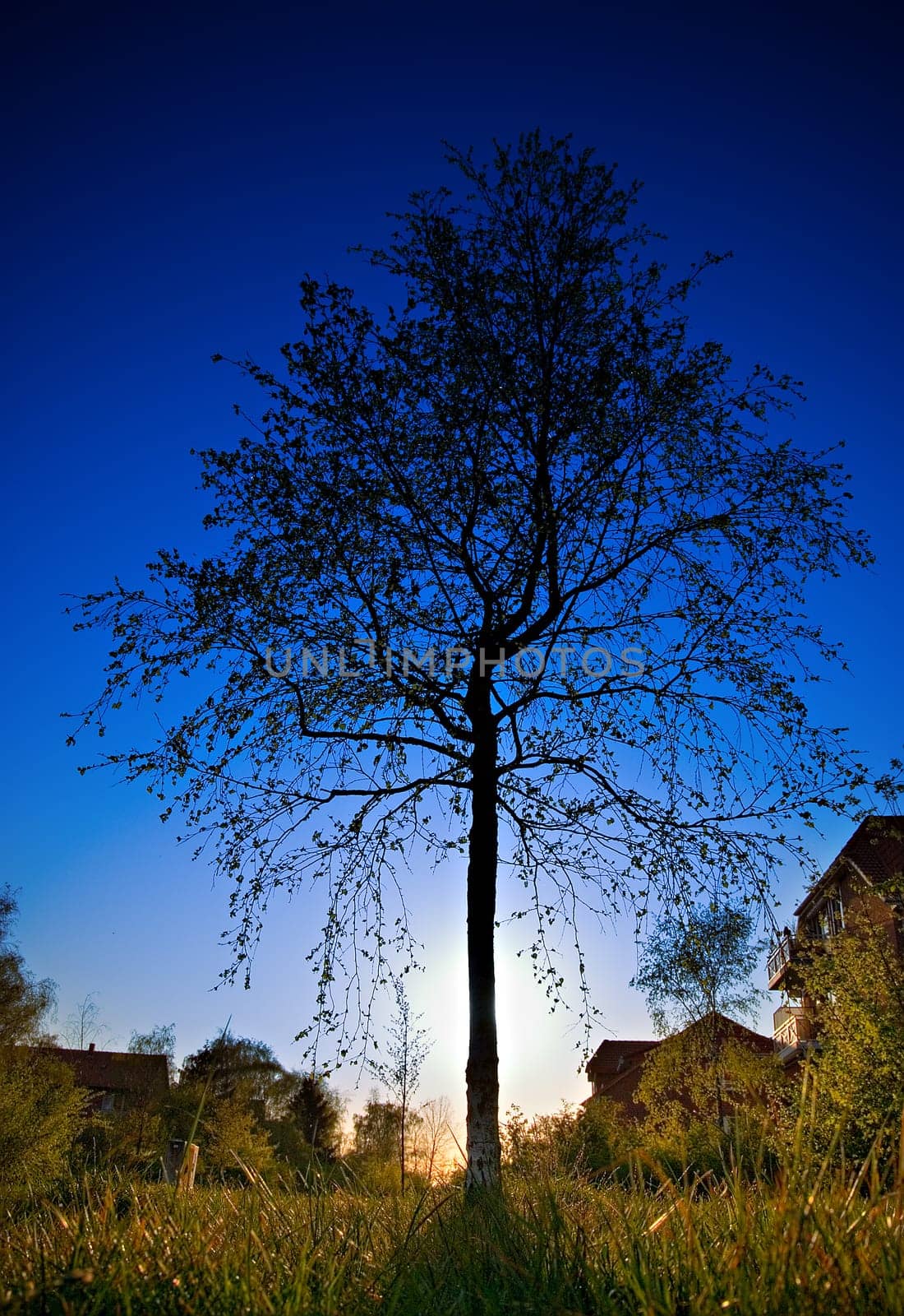 Tree silhouette