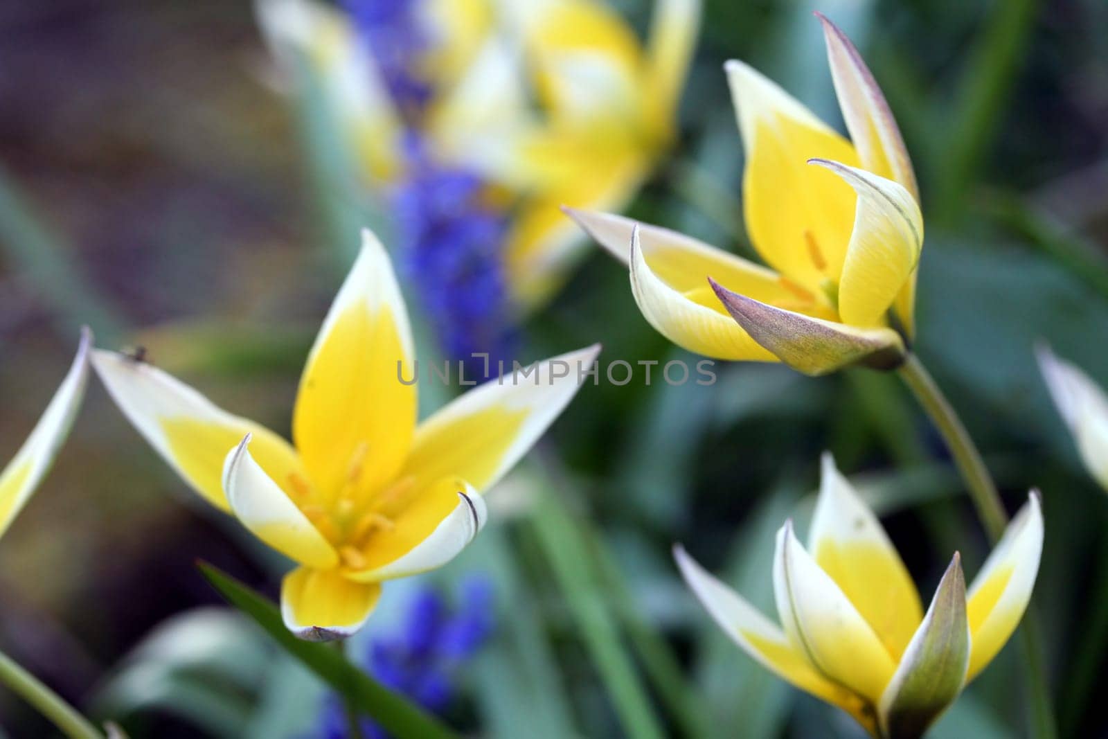 Wild tulips