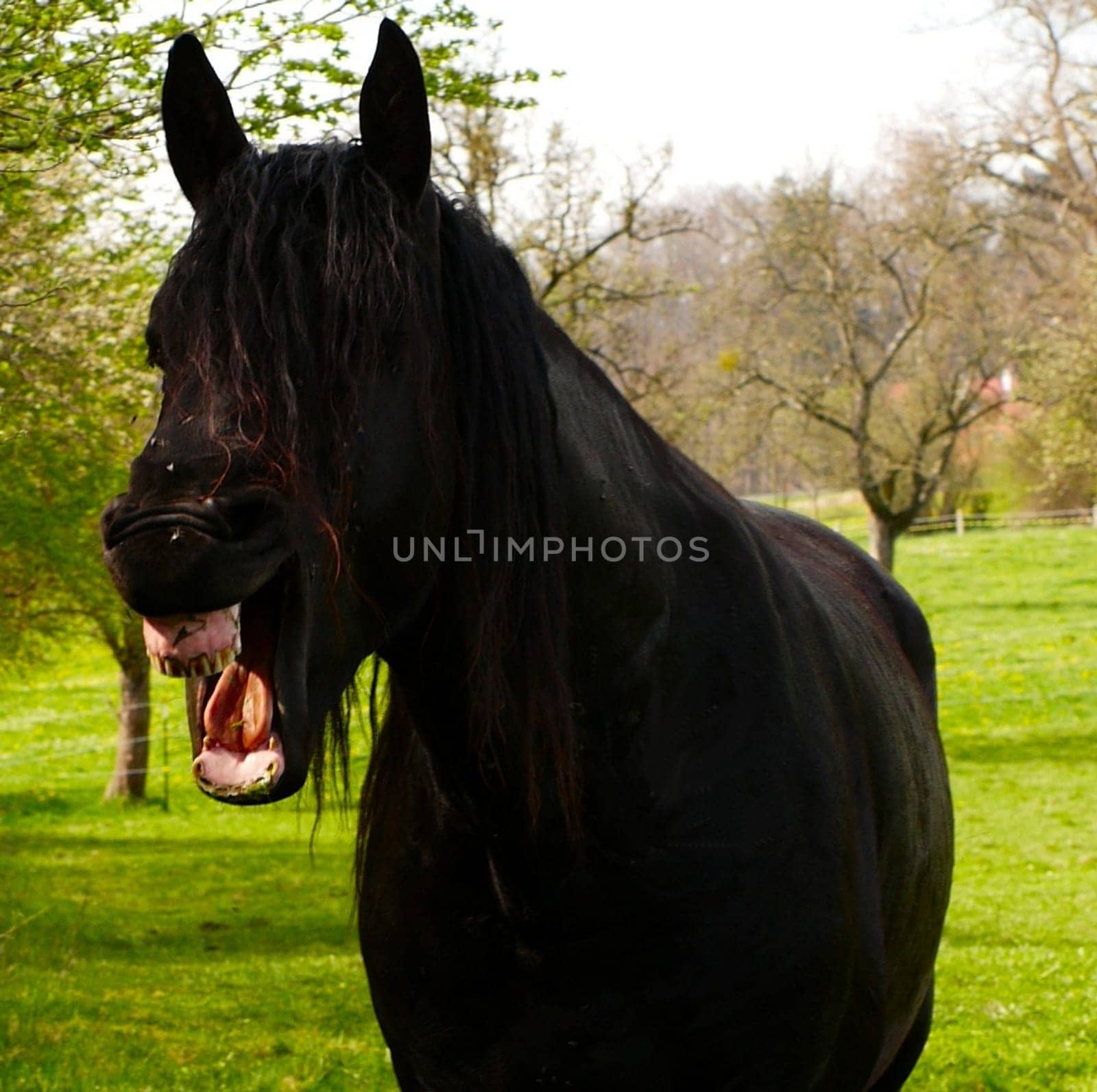 It's yes to neigh