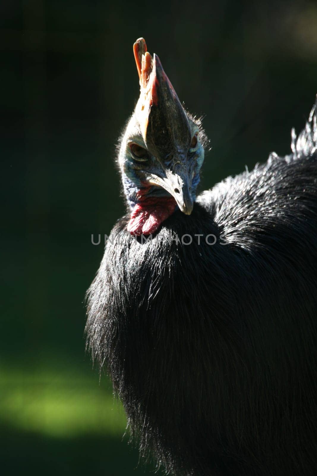 The cassowary is the second largest bird in Australia and the third largest living bird in the world only the African ostrich (Struthio camelus) and the great emu (Dromaius novaehollandiae) are larger. Adult cassowaries are up to 1.70 mead