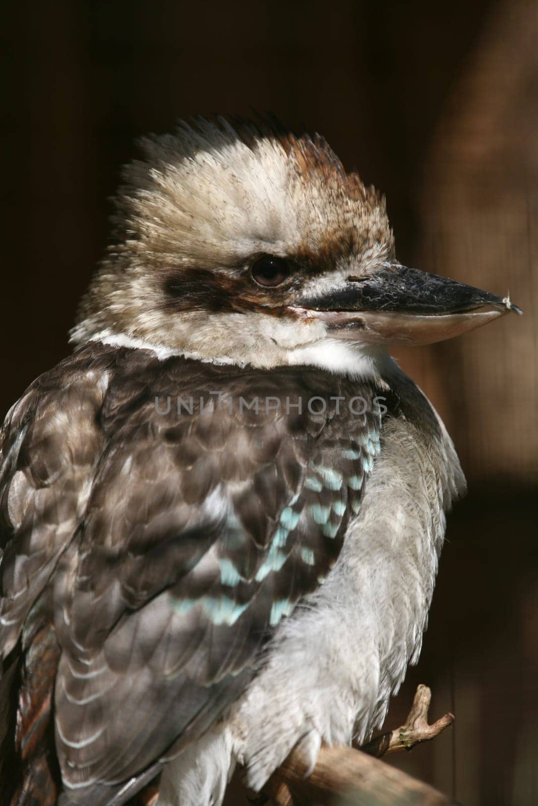 Laughing Hans (Dacelo novaeguineae)