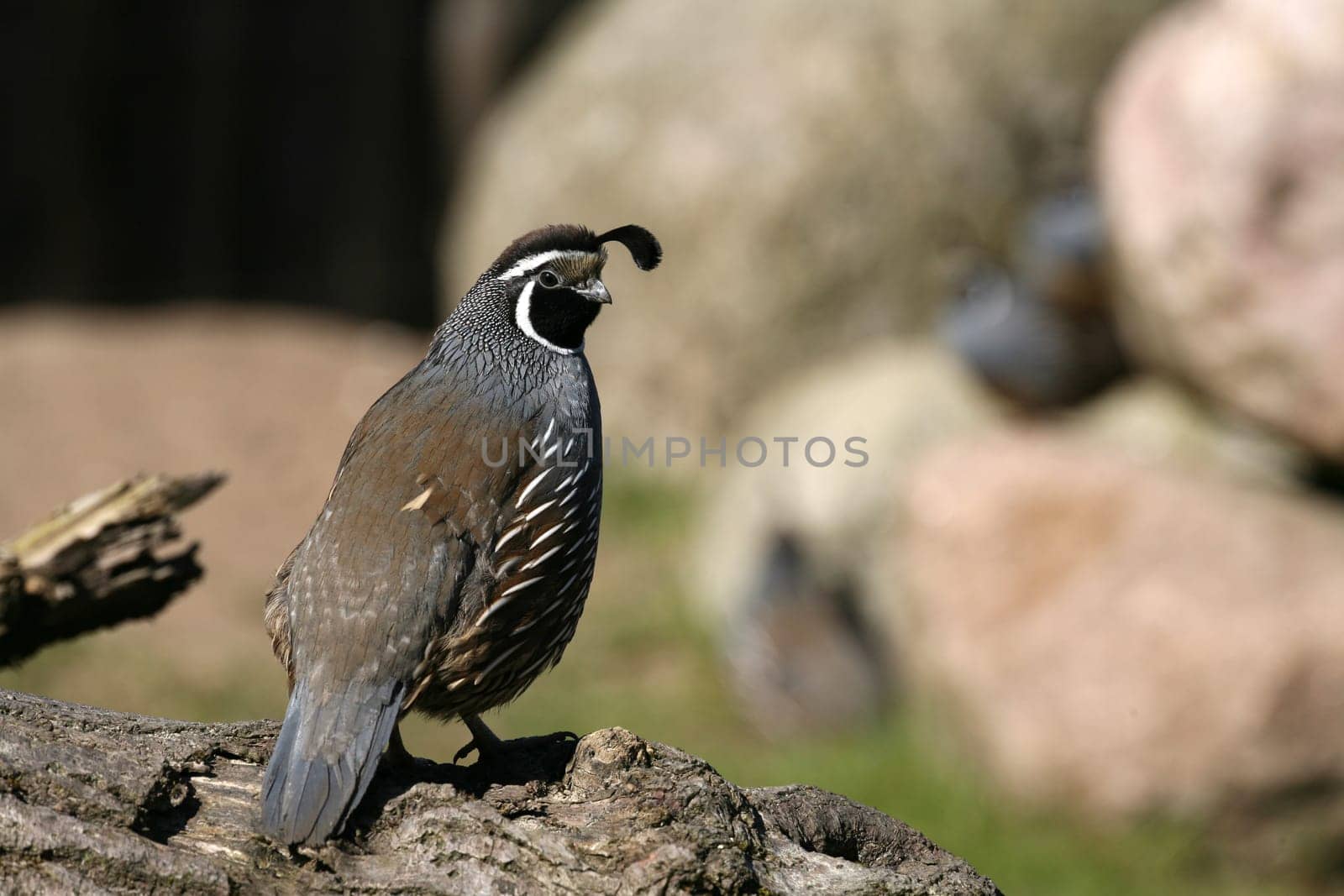 Callipepla californica