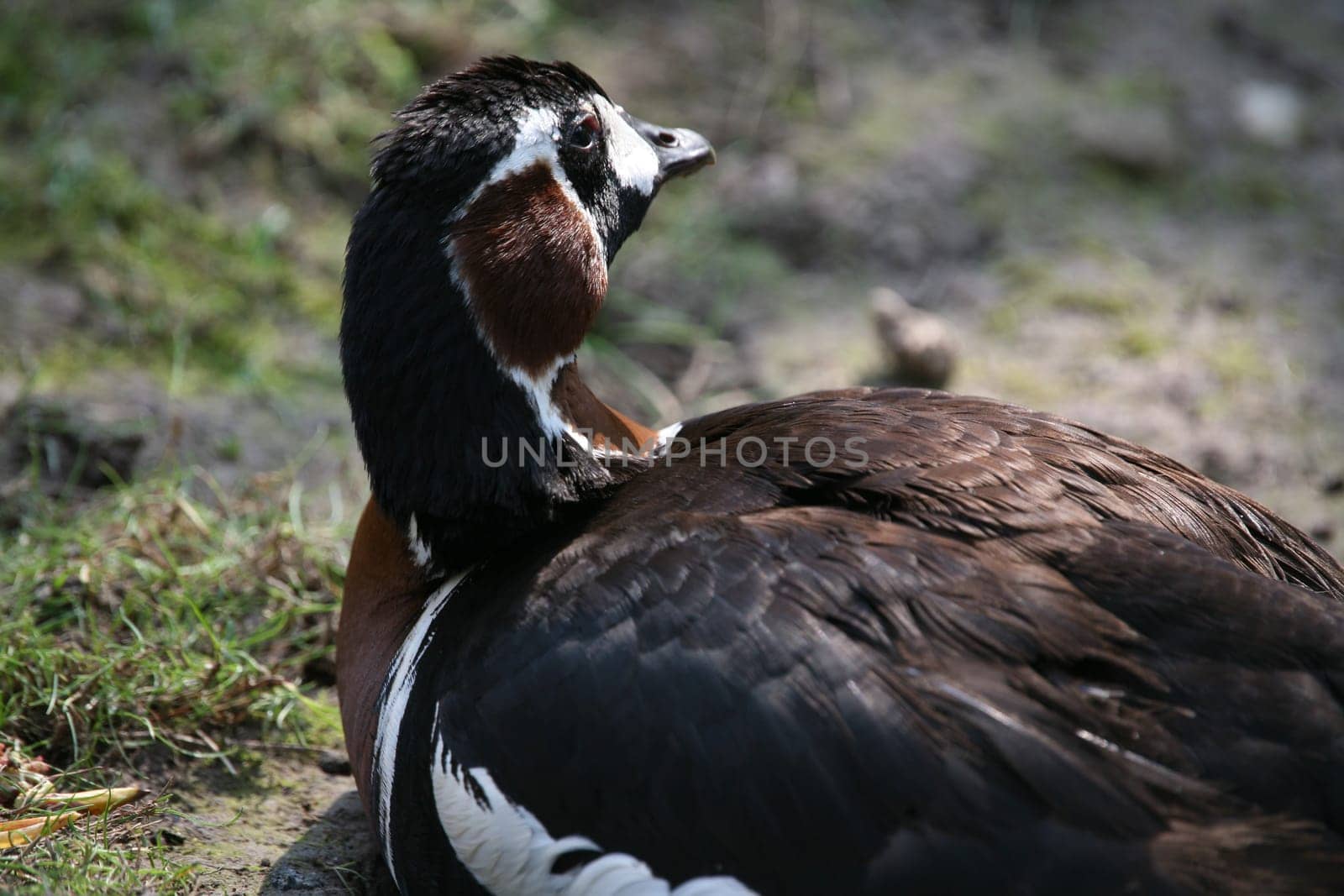 Red-breasted goose