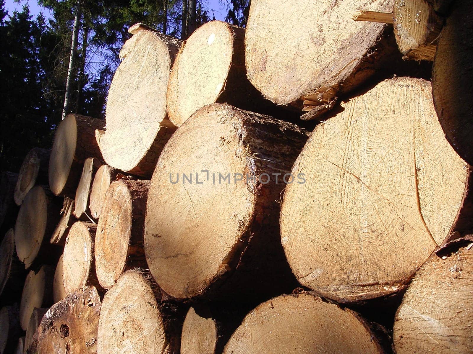Wood 03