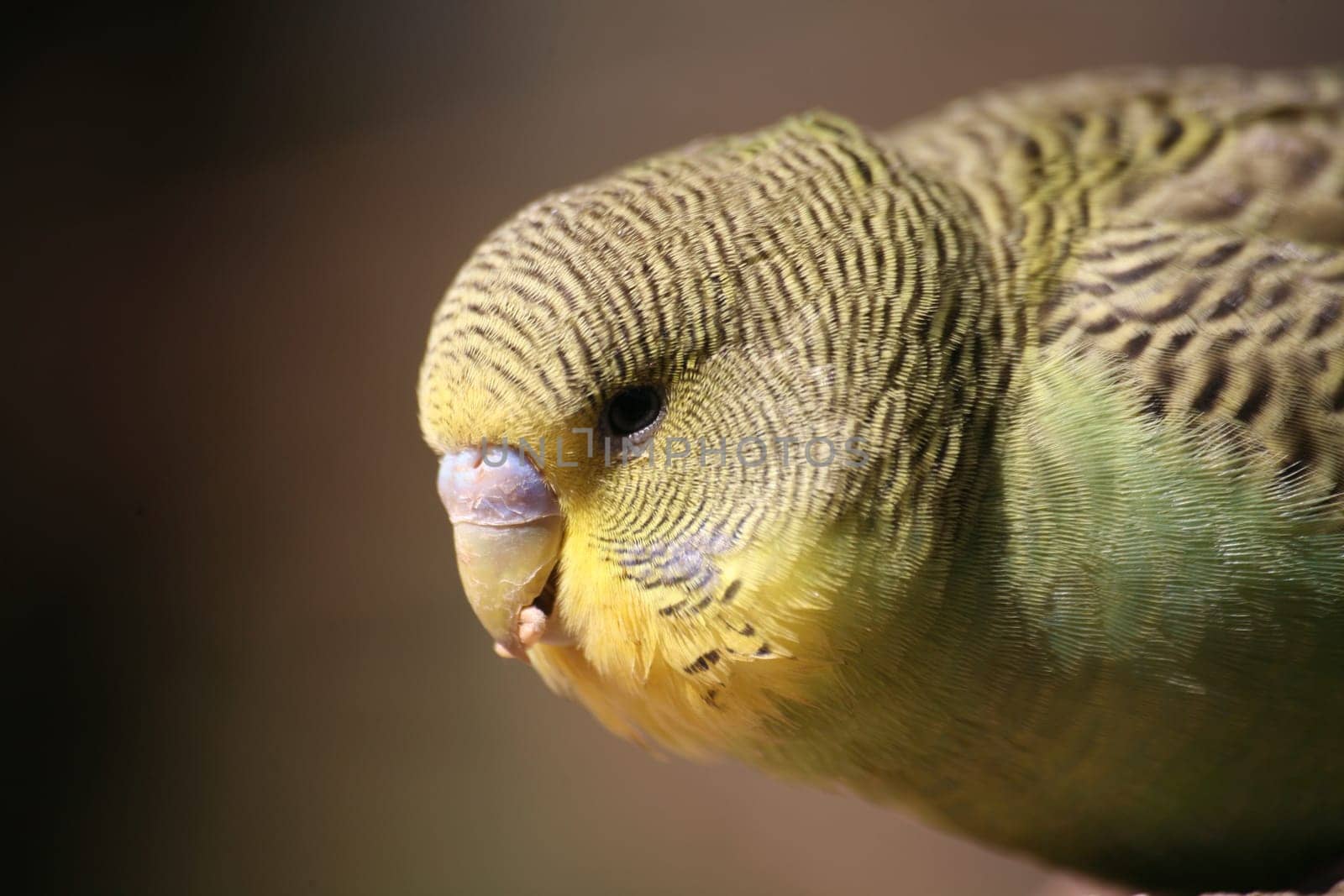 Melopsittacus undulatus