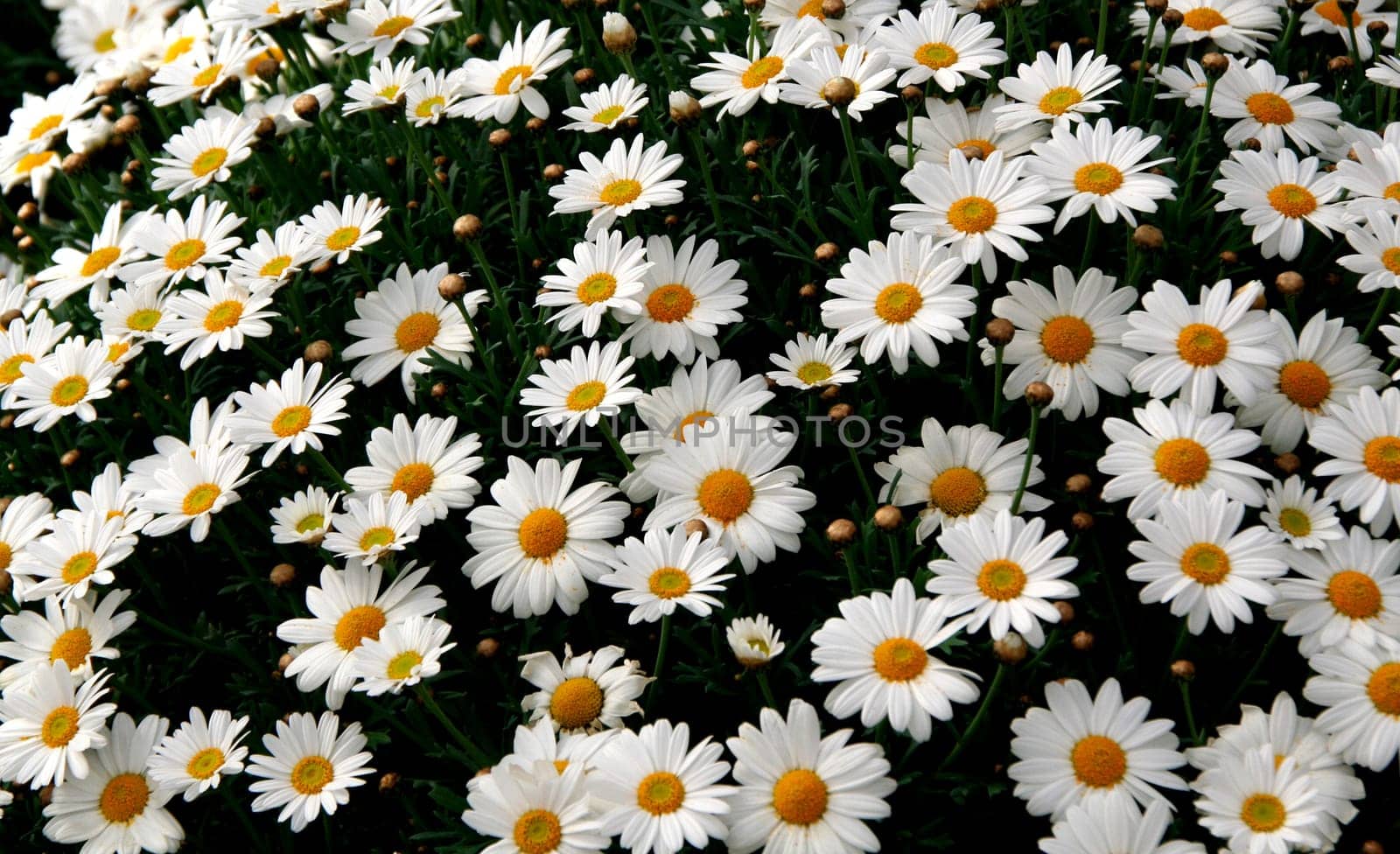 Flood of flowers