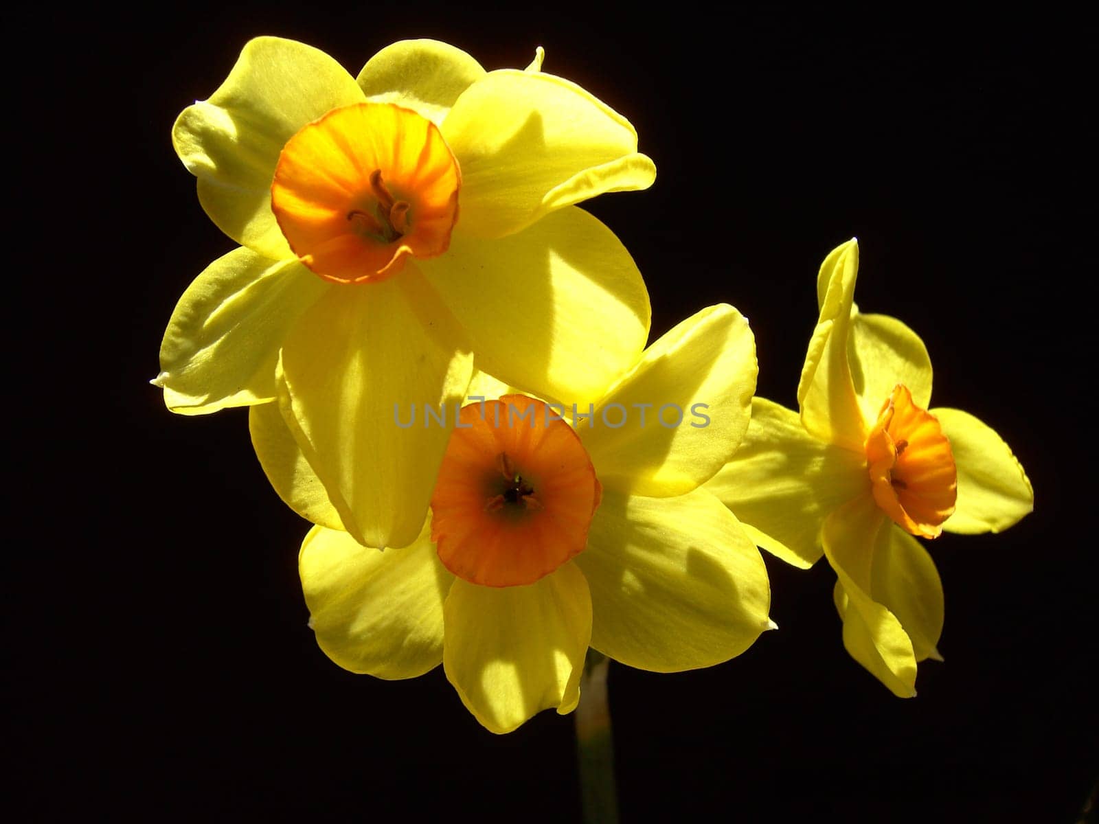 Narcissus 1