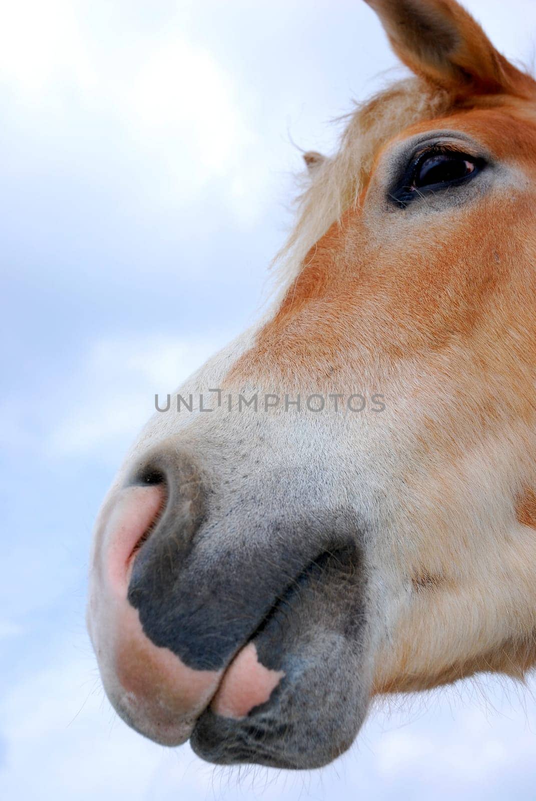 Horse portrait