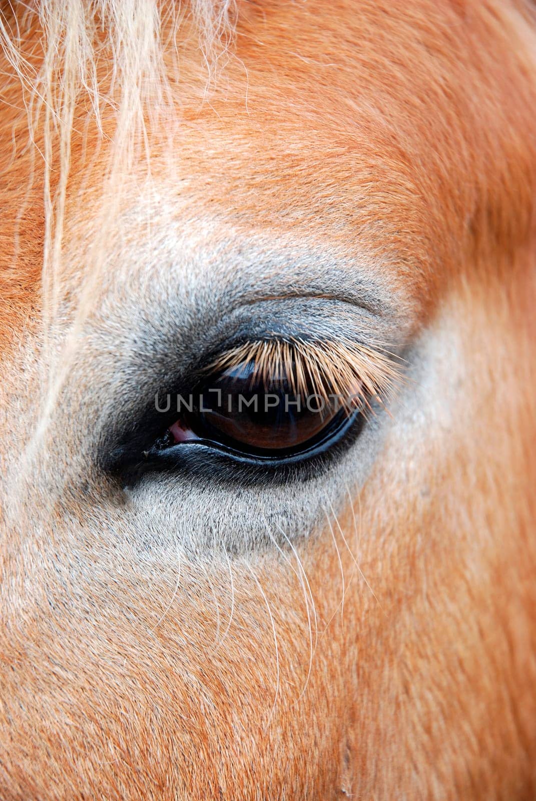 Horse's Eye