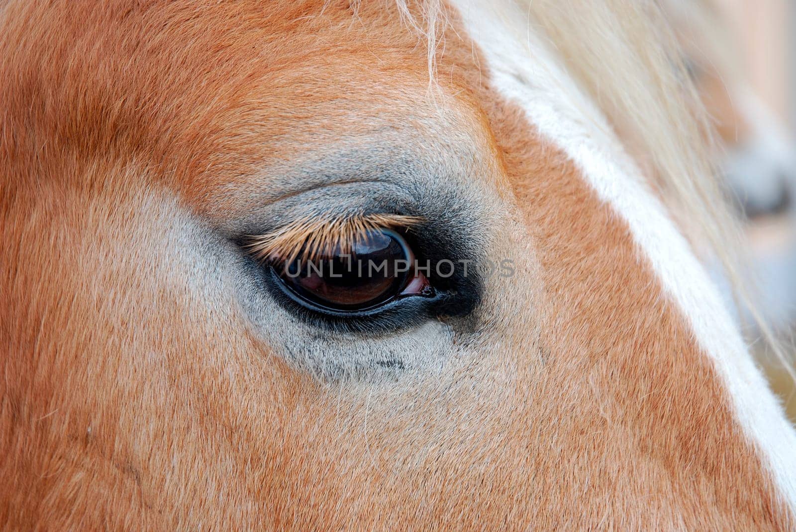 Horse's Eye