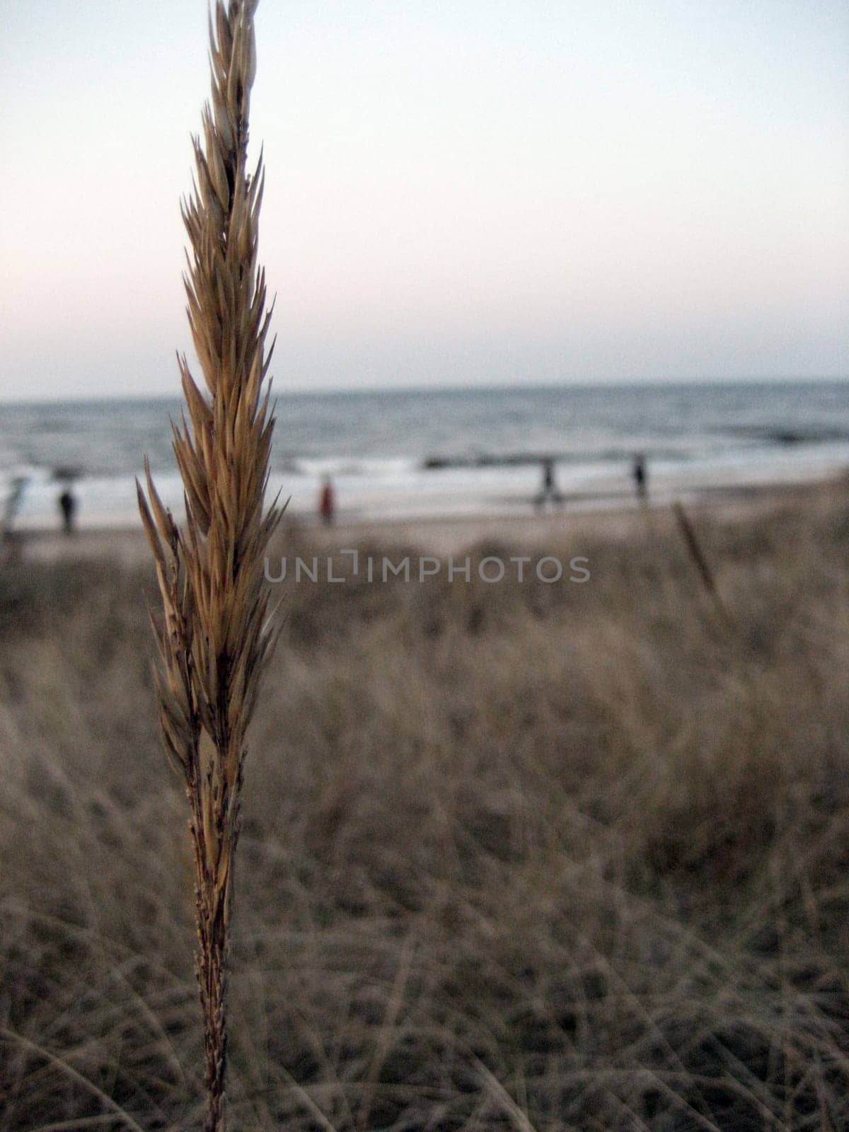 Barley by the sea
