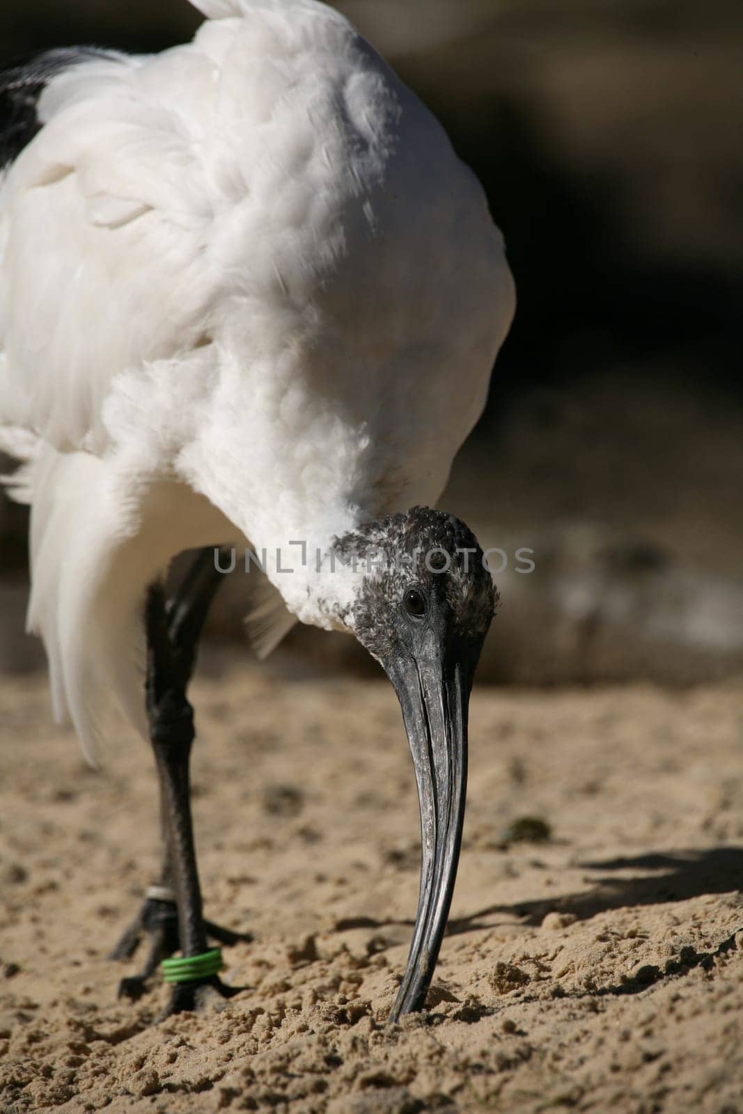 Moluccan ibis (Threskiornis molucca)