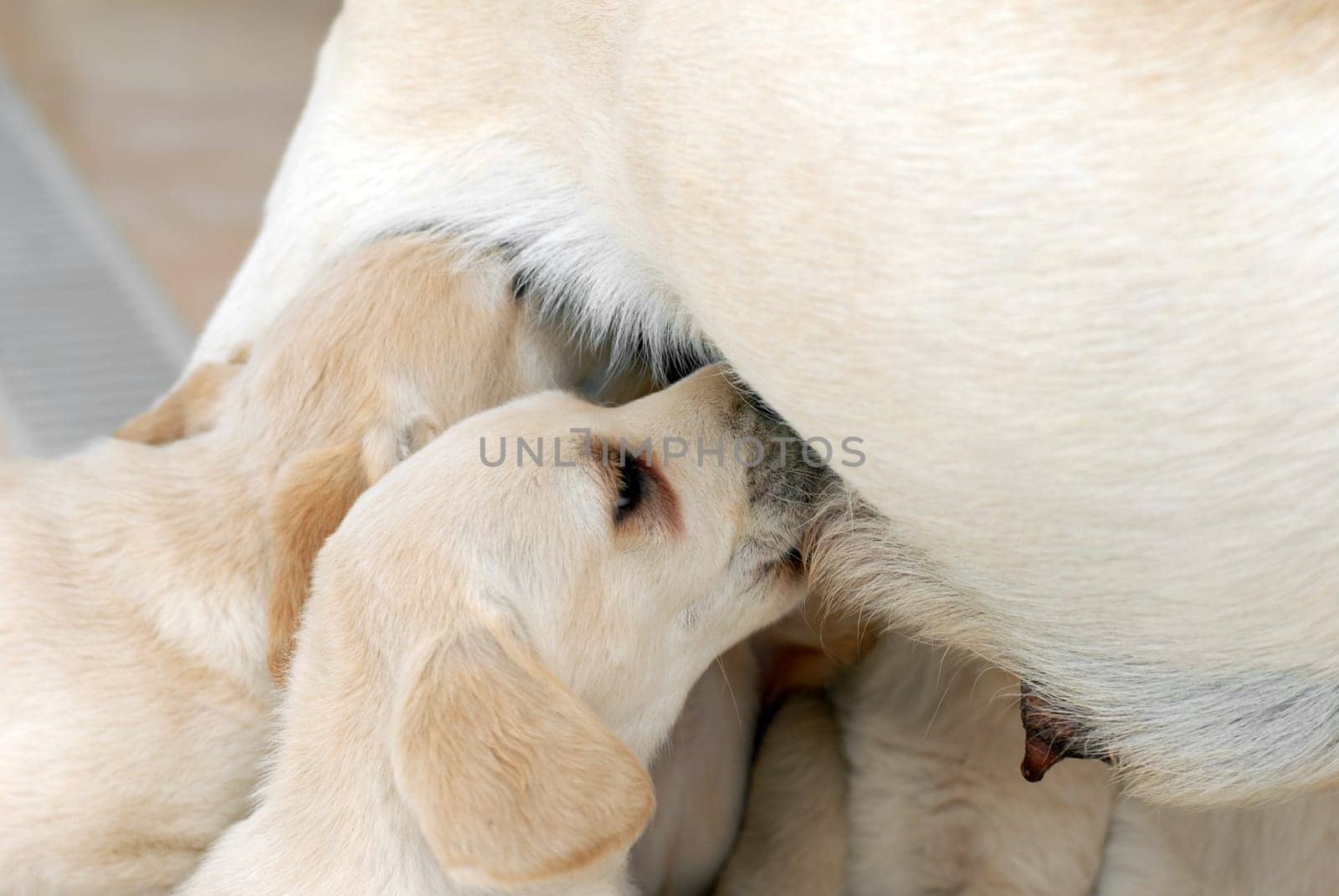 Puppies and their mother