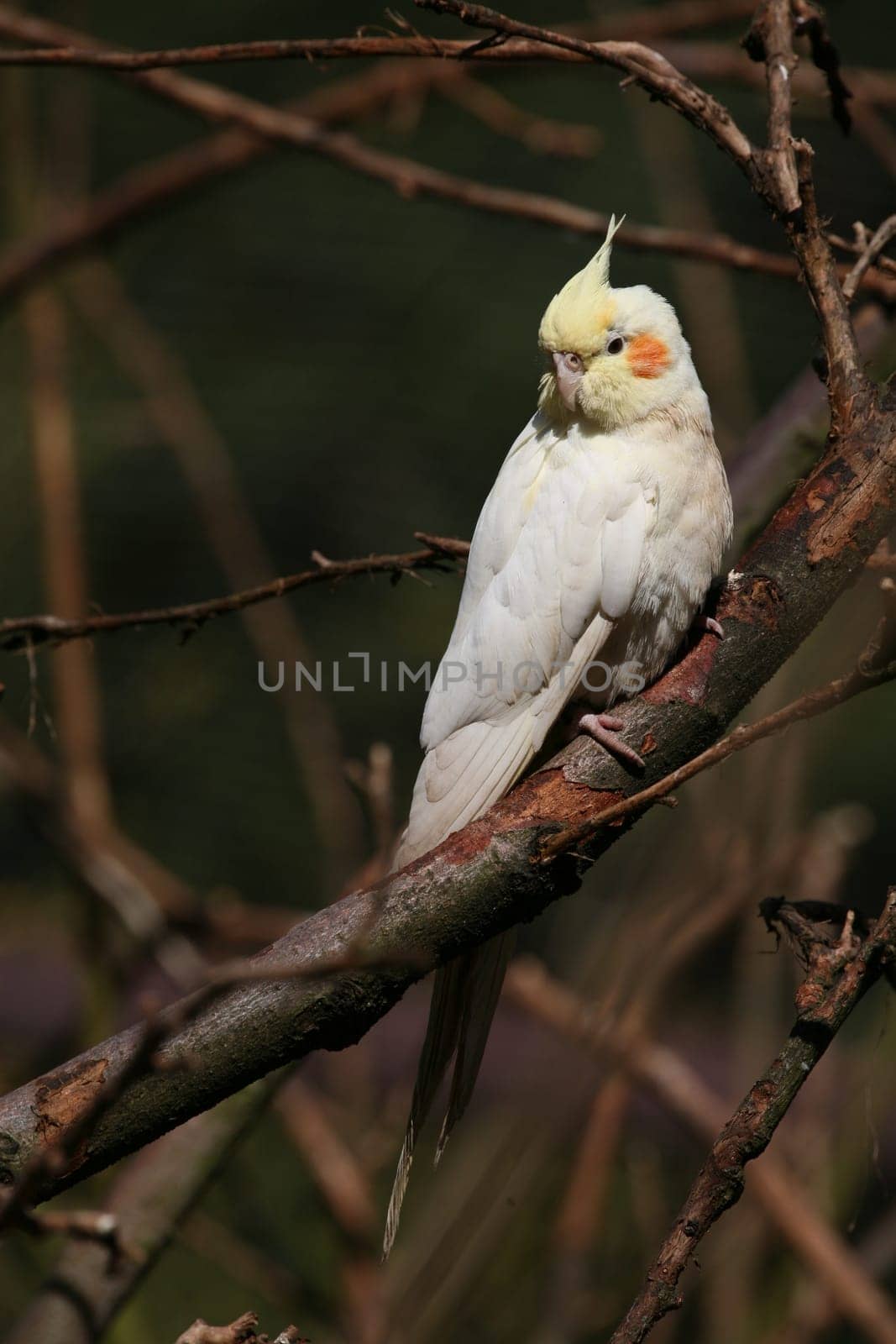 Nymph parakeet of the color stroke "Lutino"". Lutinos are cockatiels that completely lack the pigment eumelanin (gray,brown)."