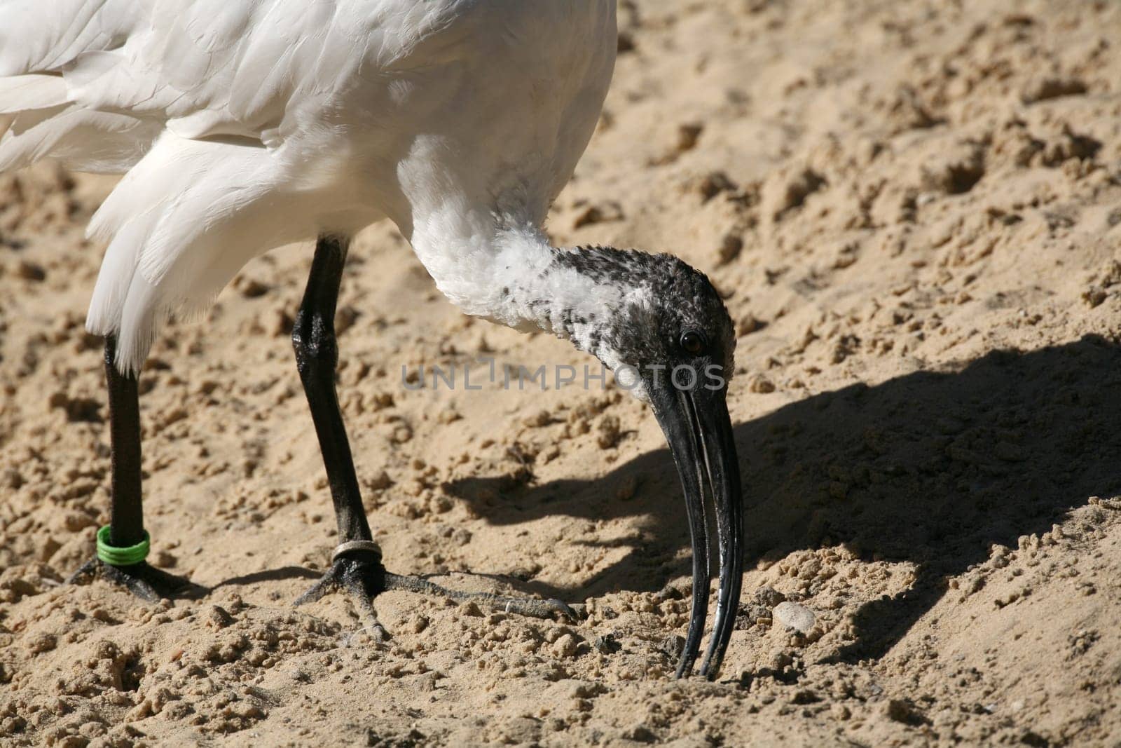 Moluccan ibis (Threskiornis molucca)