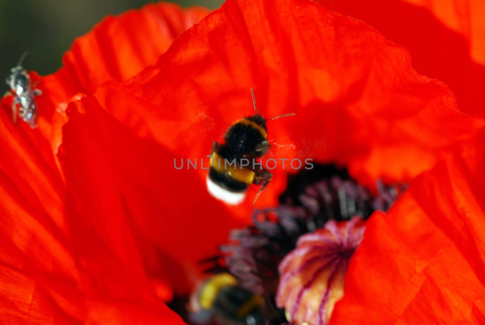Bumblebee on poppy