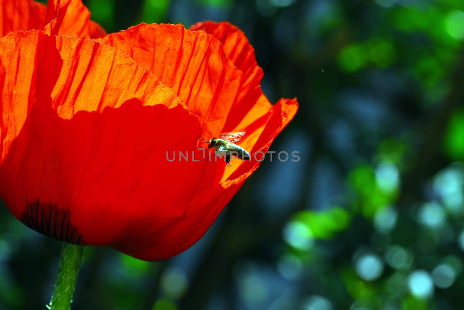 Bee on the poppy