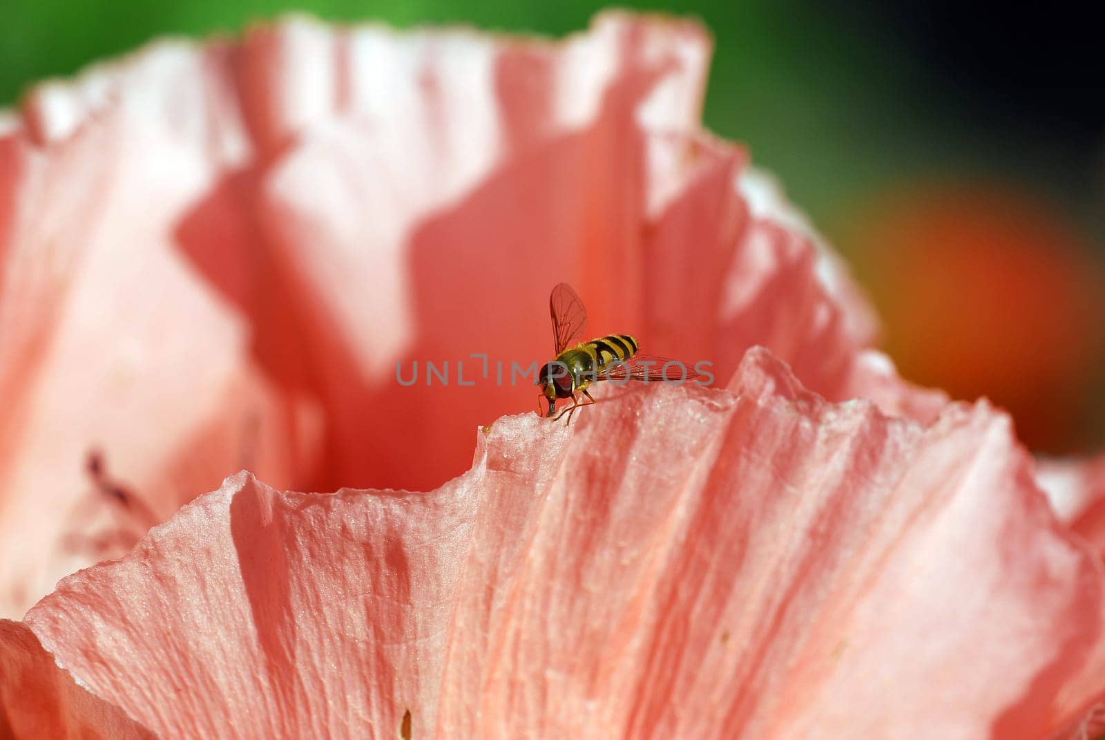 Hoverfly on poppy