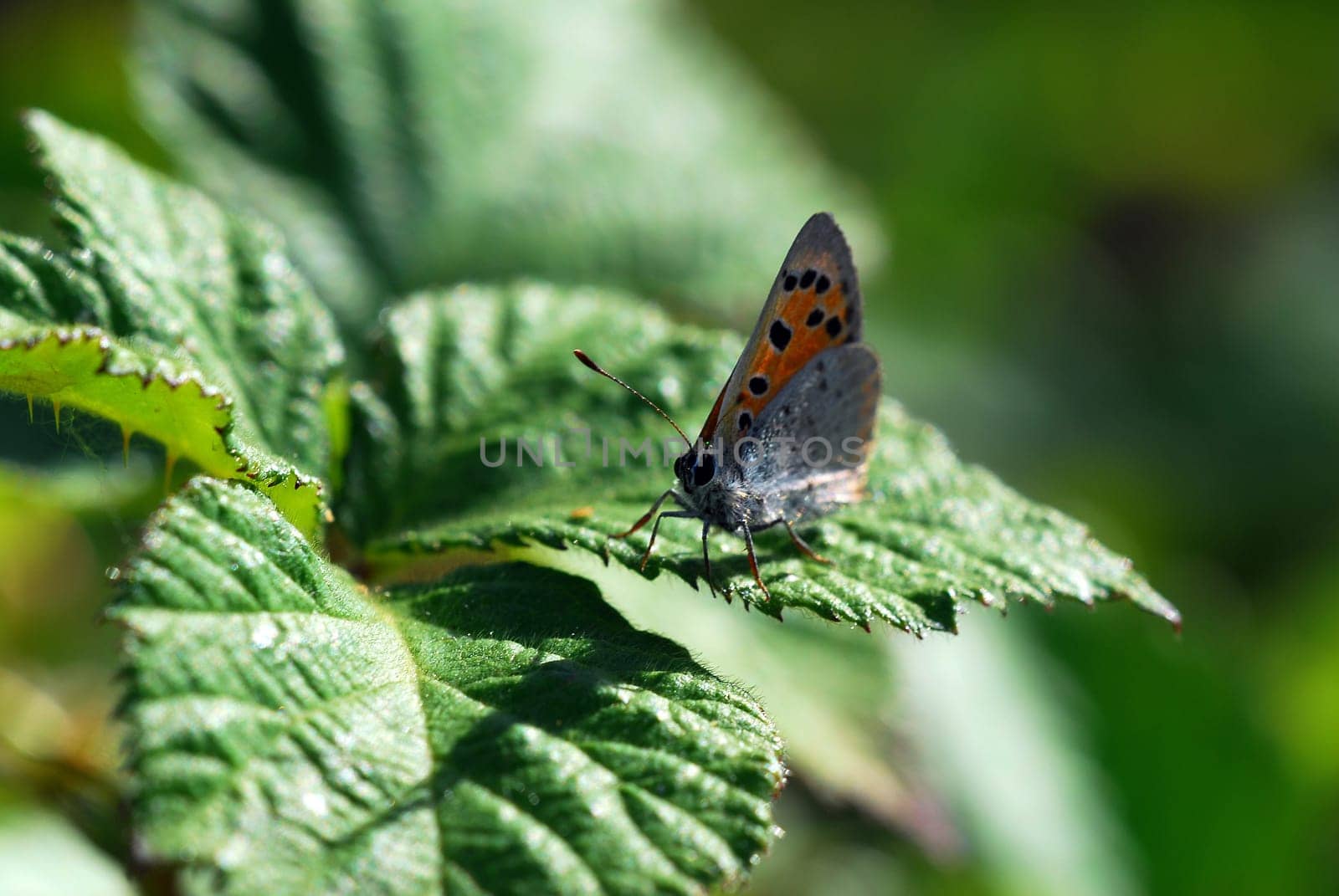 small copper