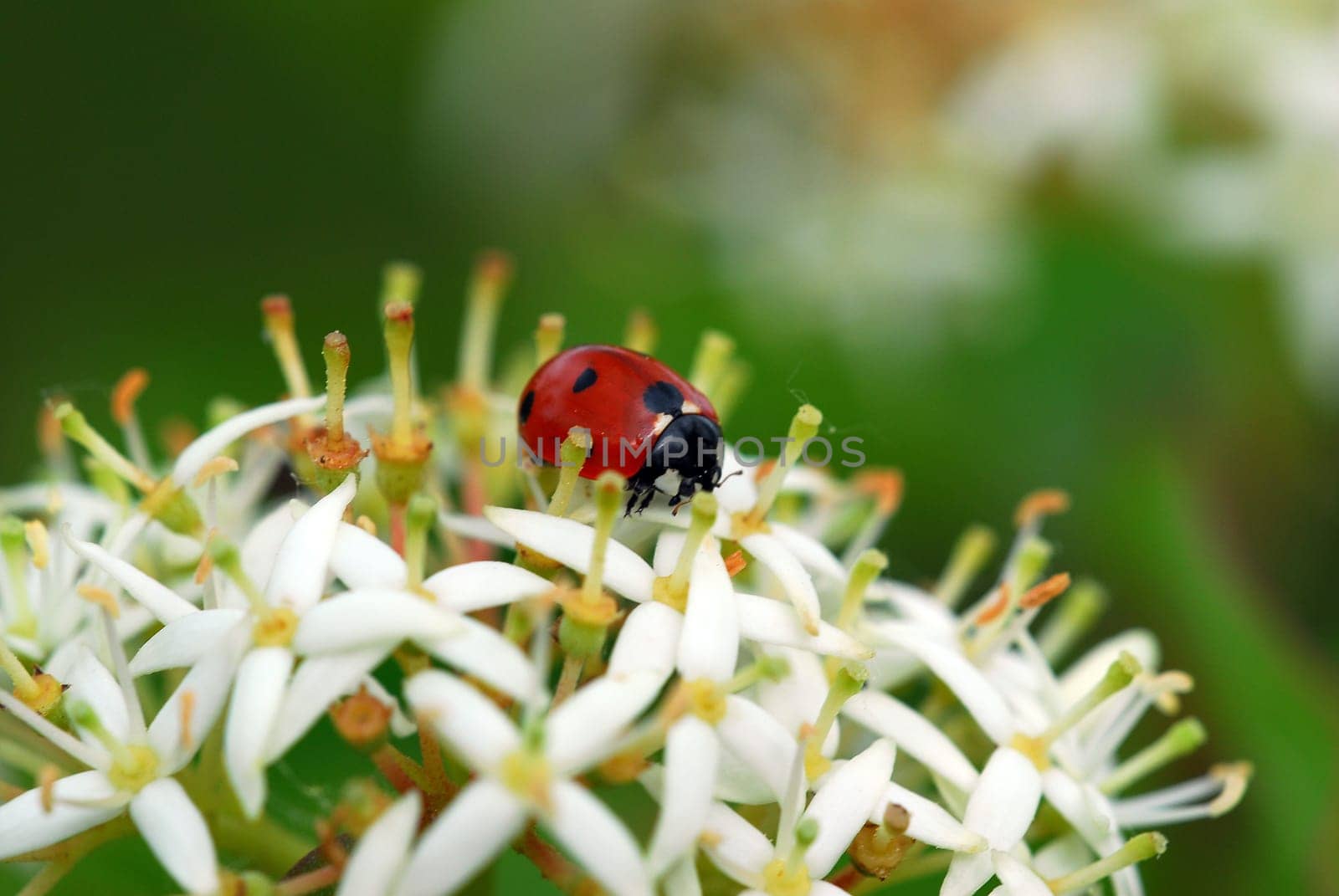 Ladybird