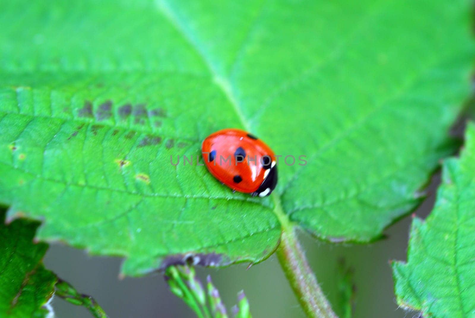 Seven-spot ladybird
