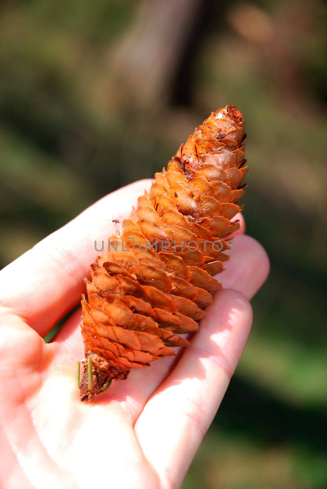 Fir cone