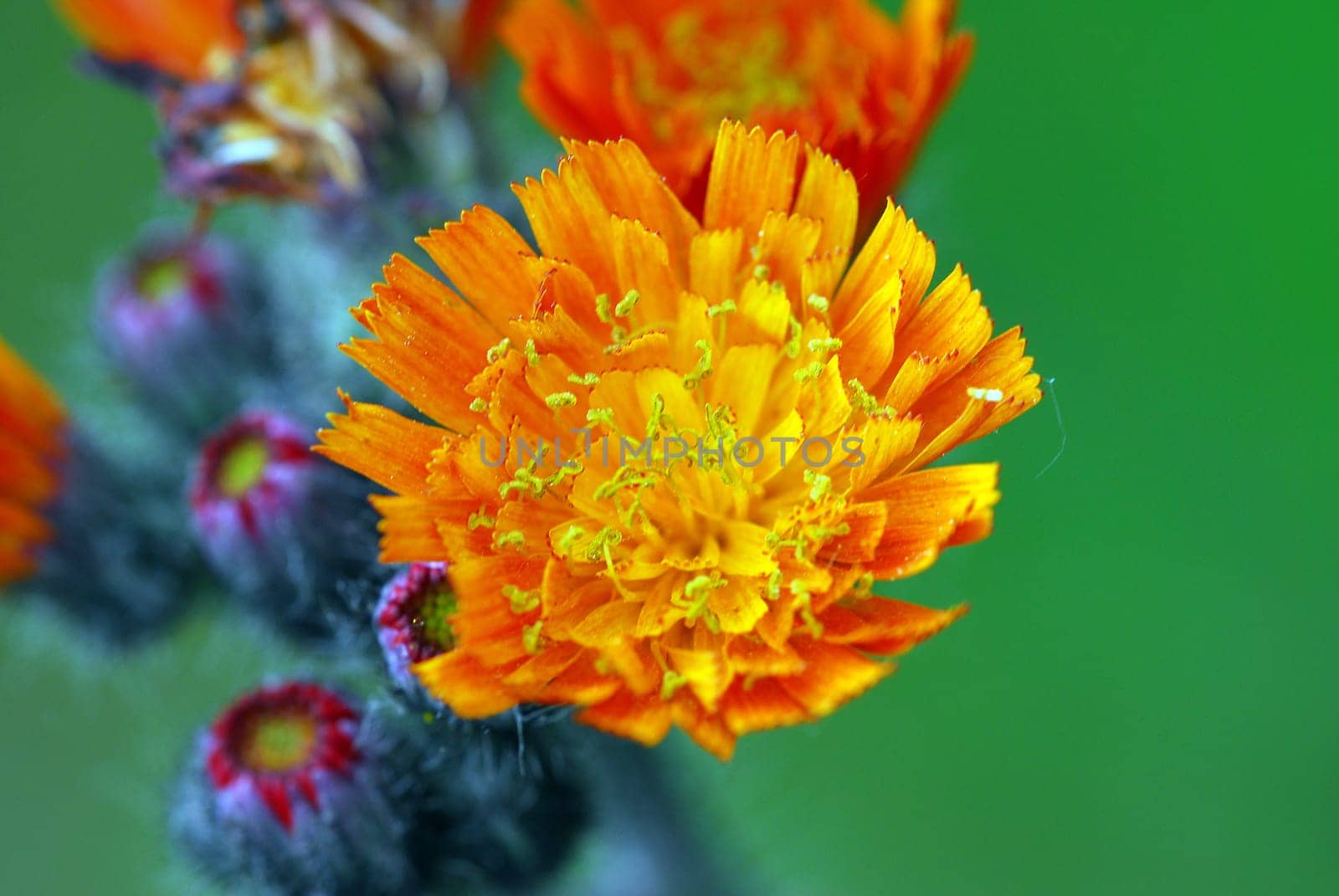 Hawkweed