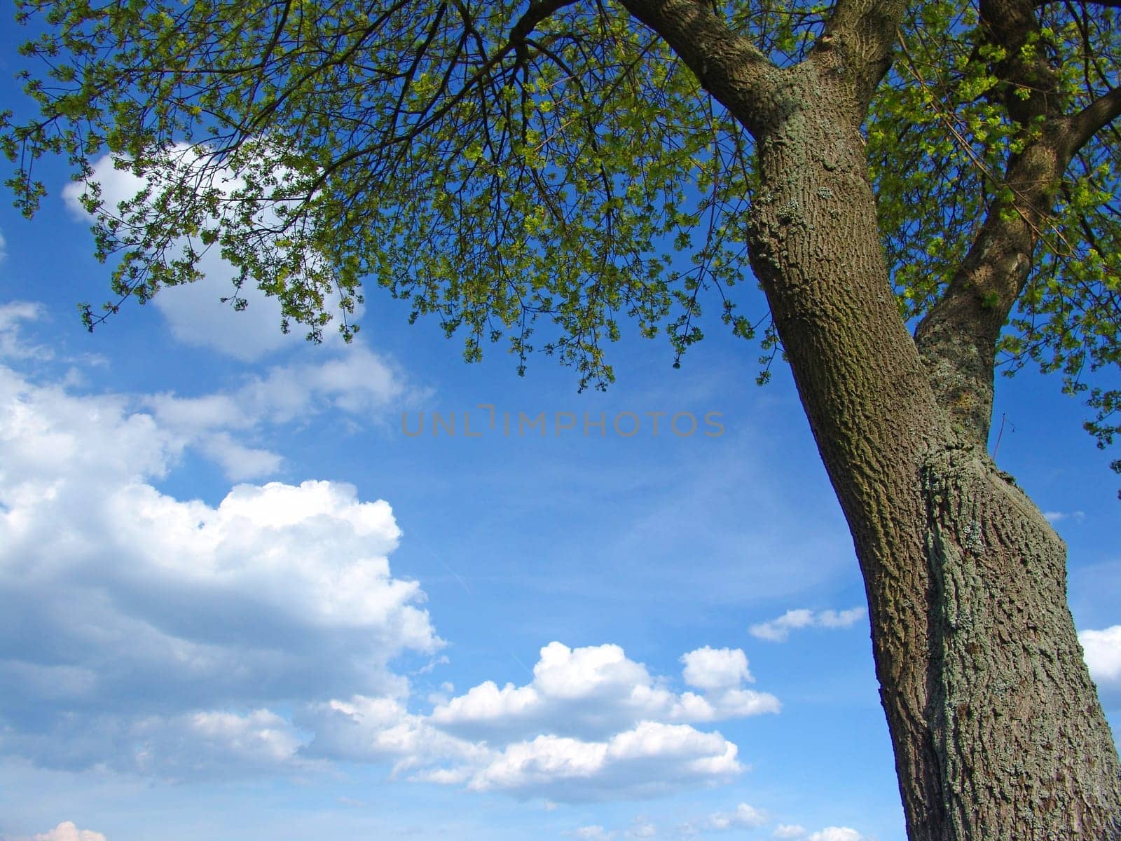 Maple in spring