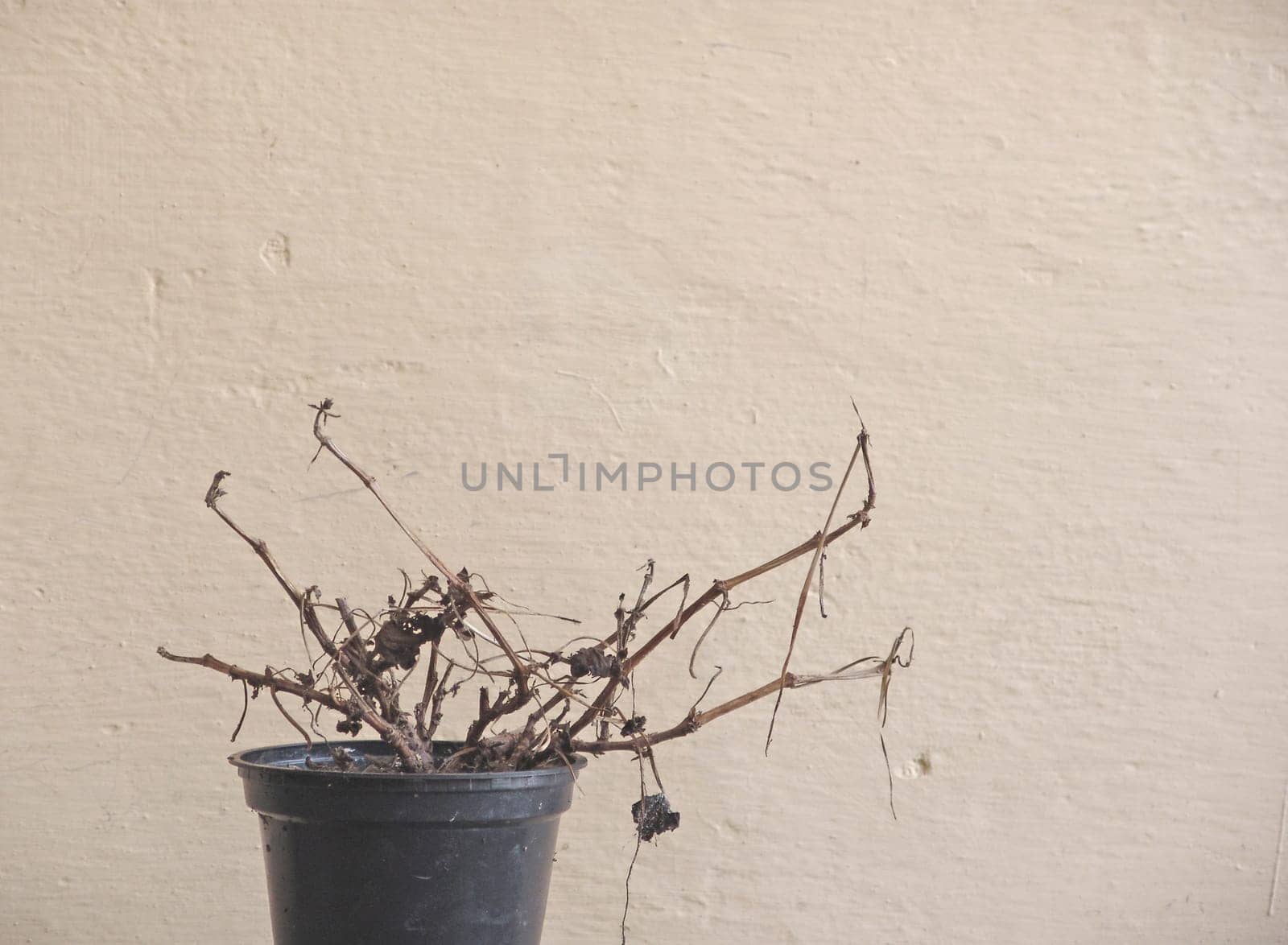 Dried flowers