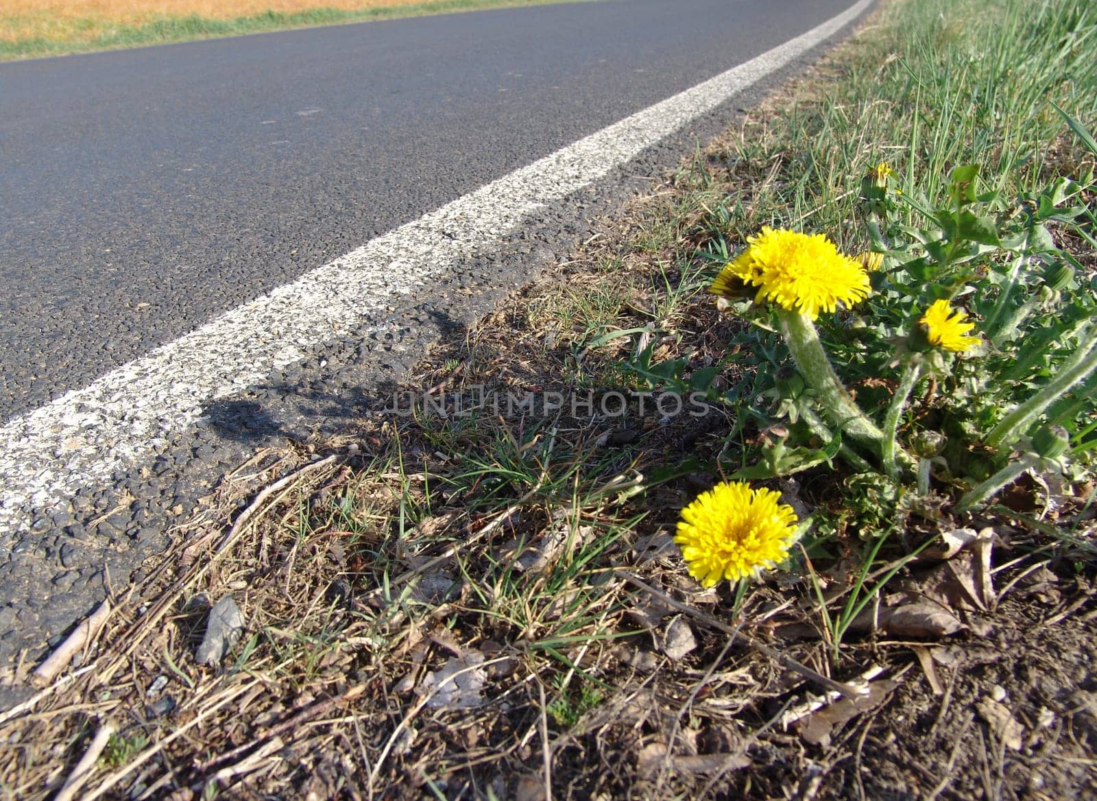 Roadside