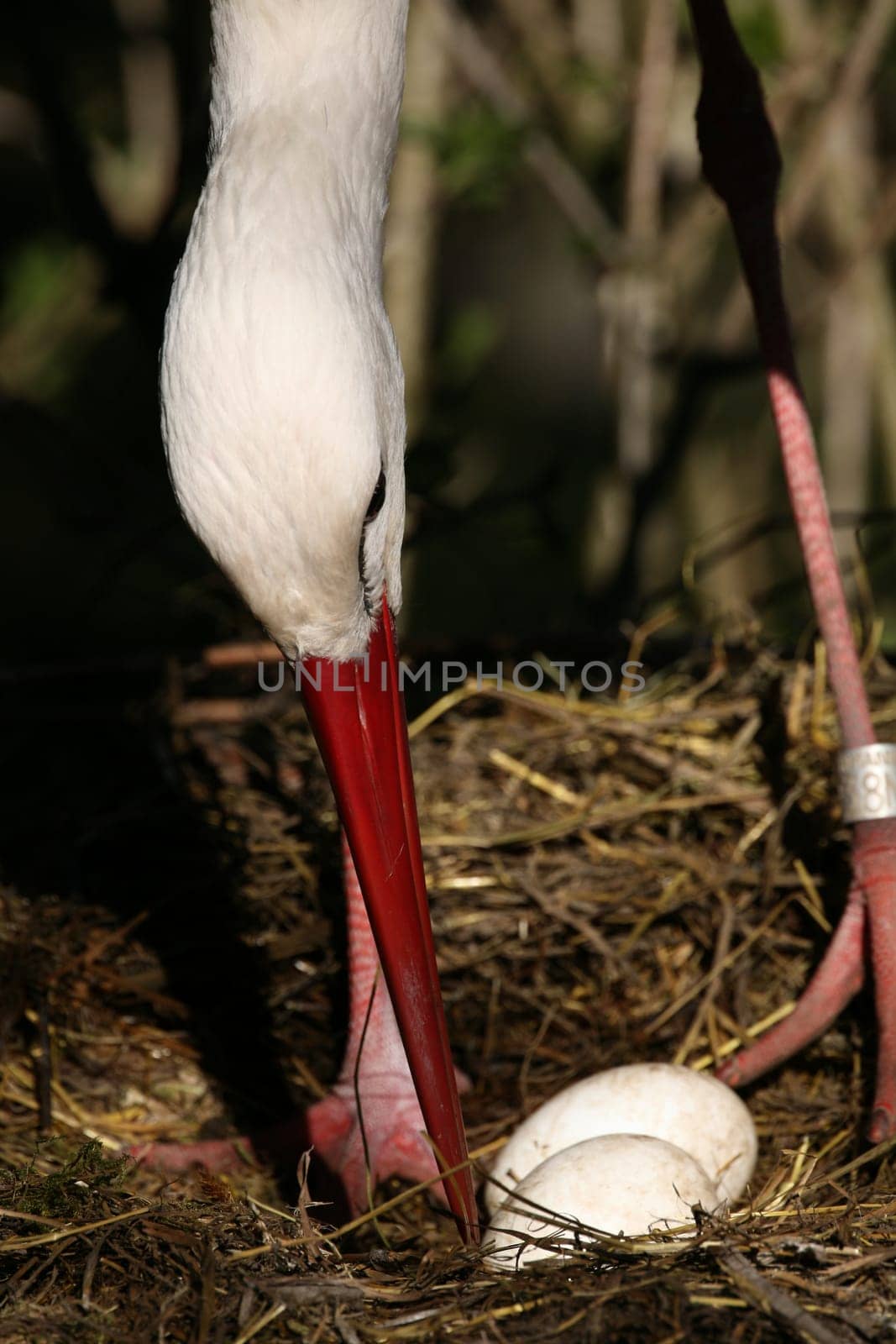 Eggs of white storks in the nest