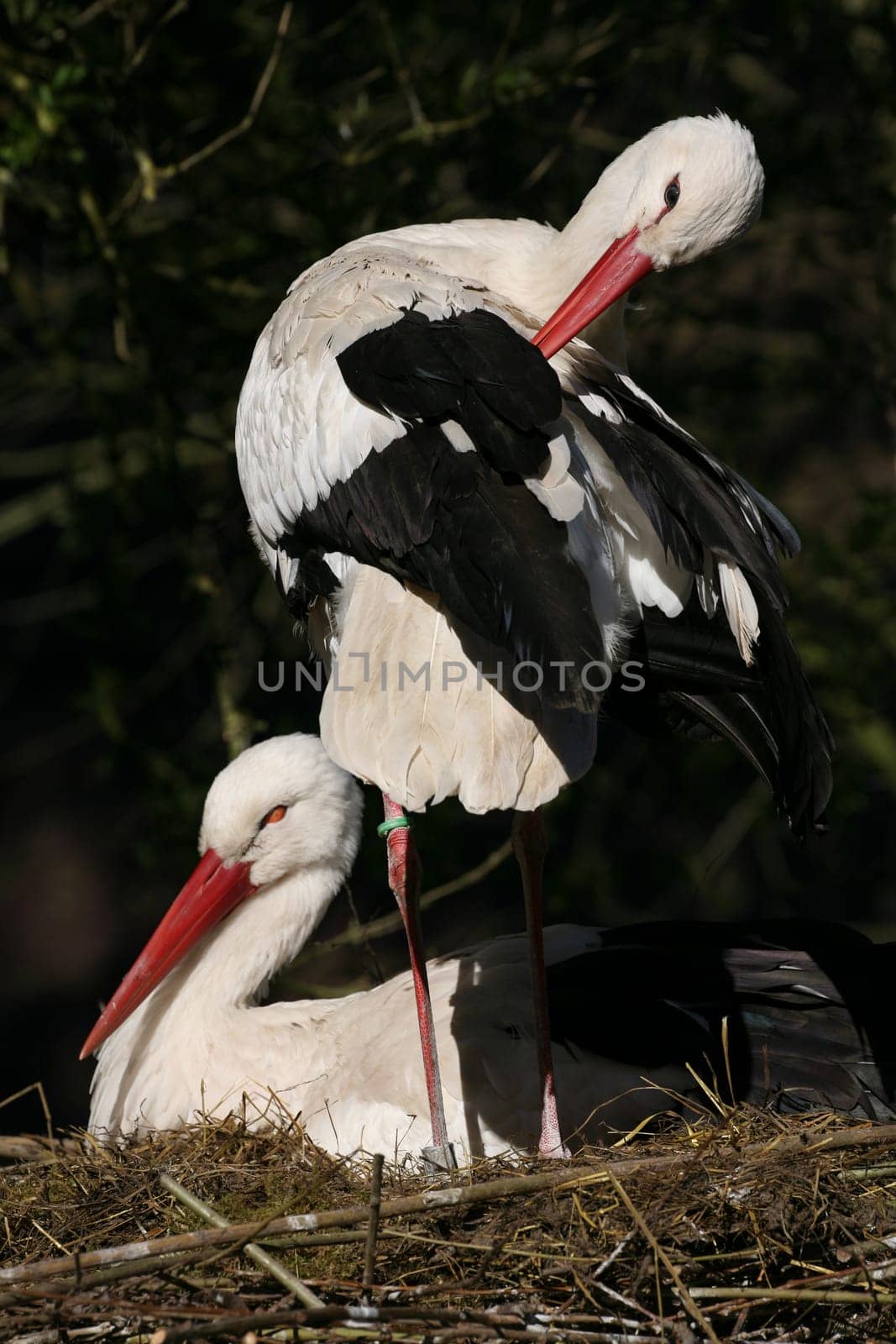 Pair of storks in their nest