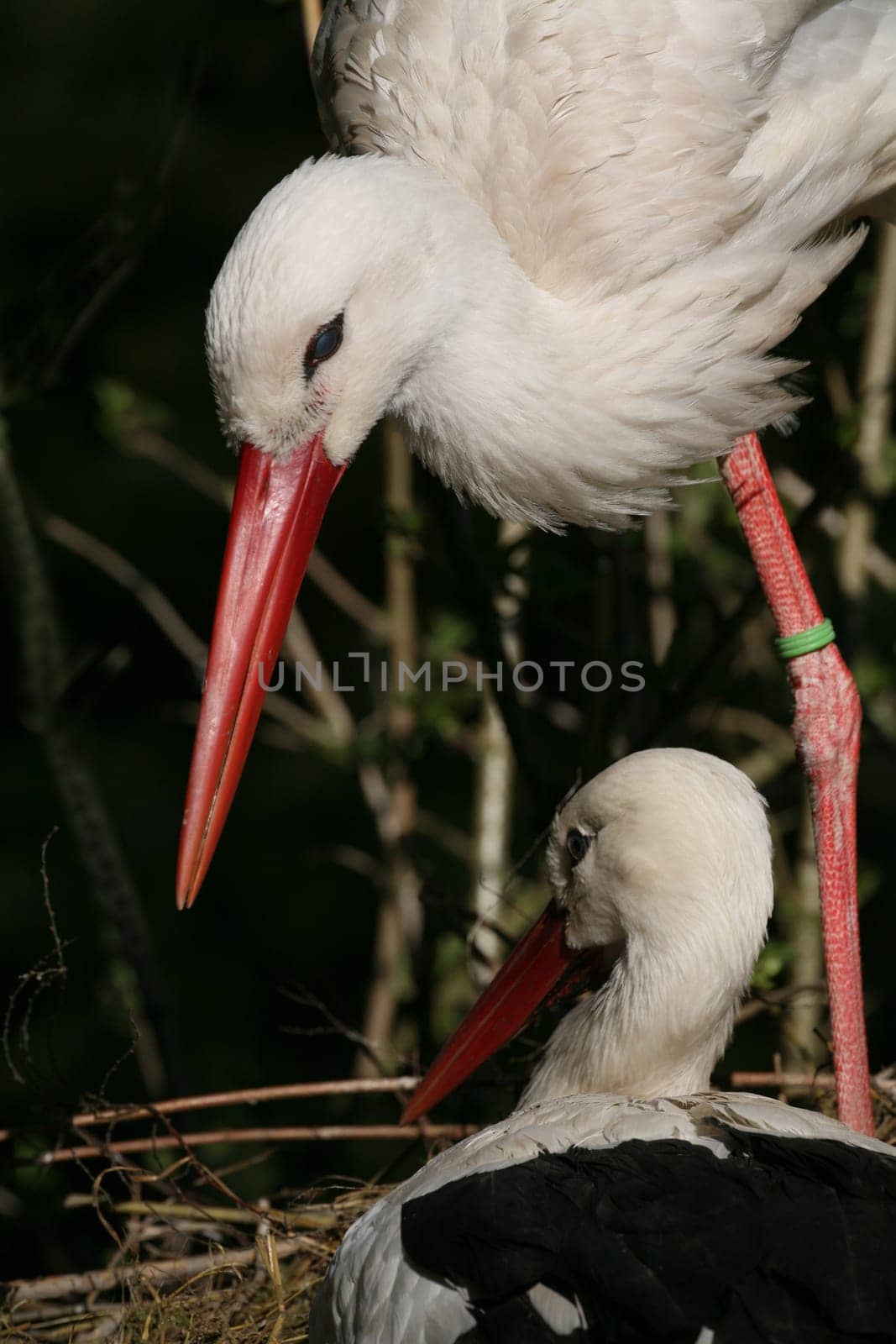 Pair of storks in their nest