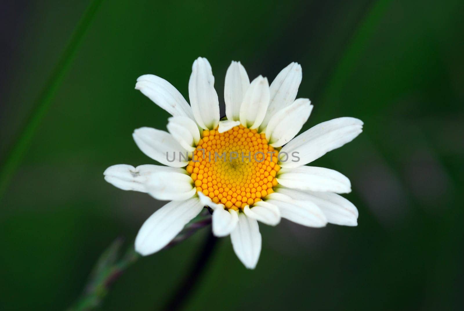 Daisy