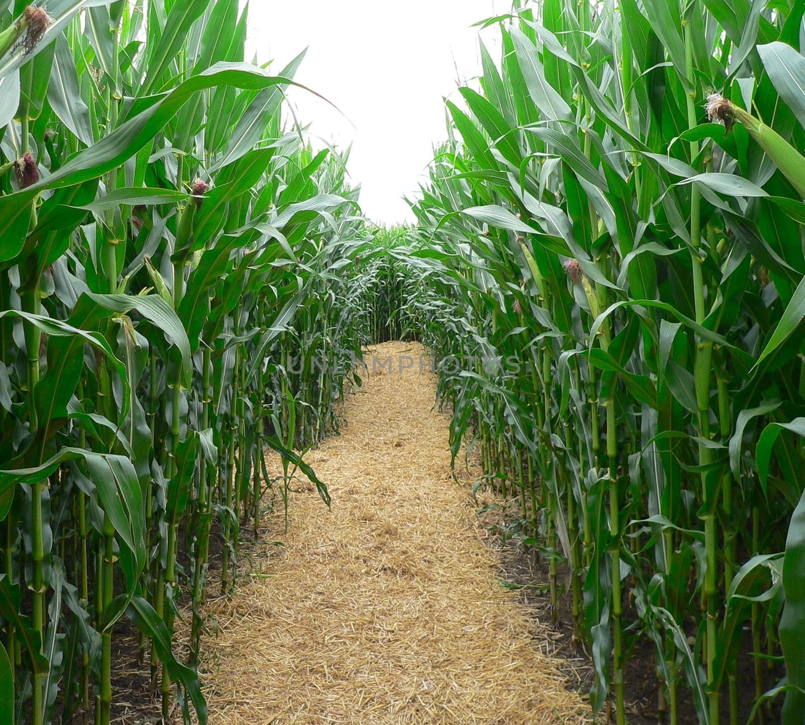 Corn maze
