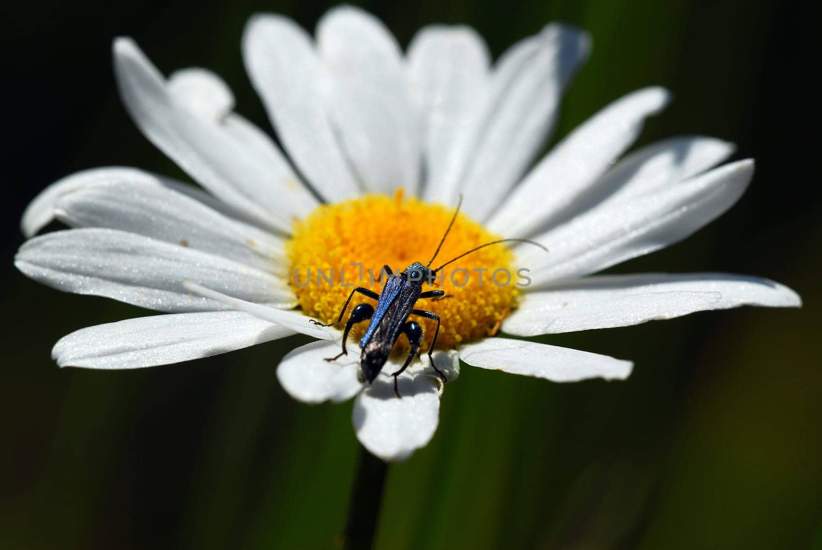 Beetles on daisies