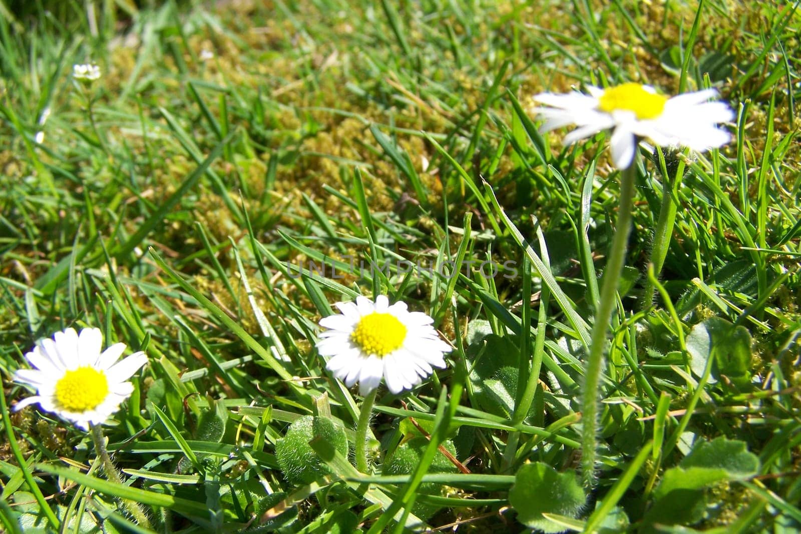 daisy
