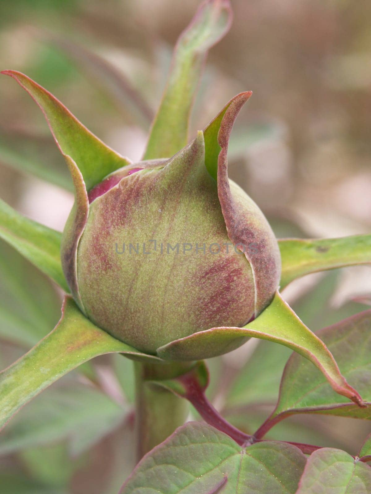 Peony bud 1