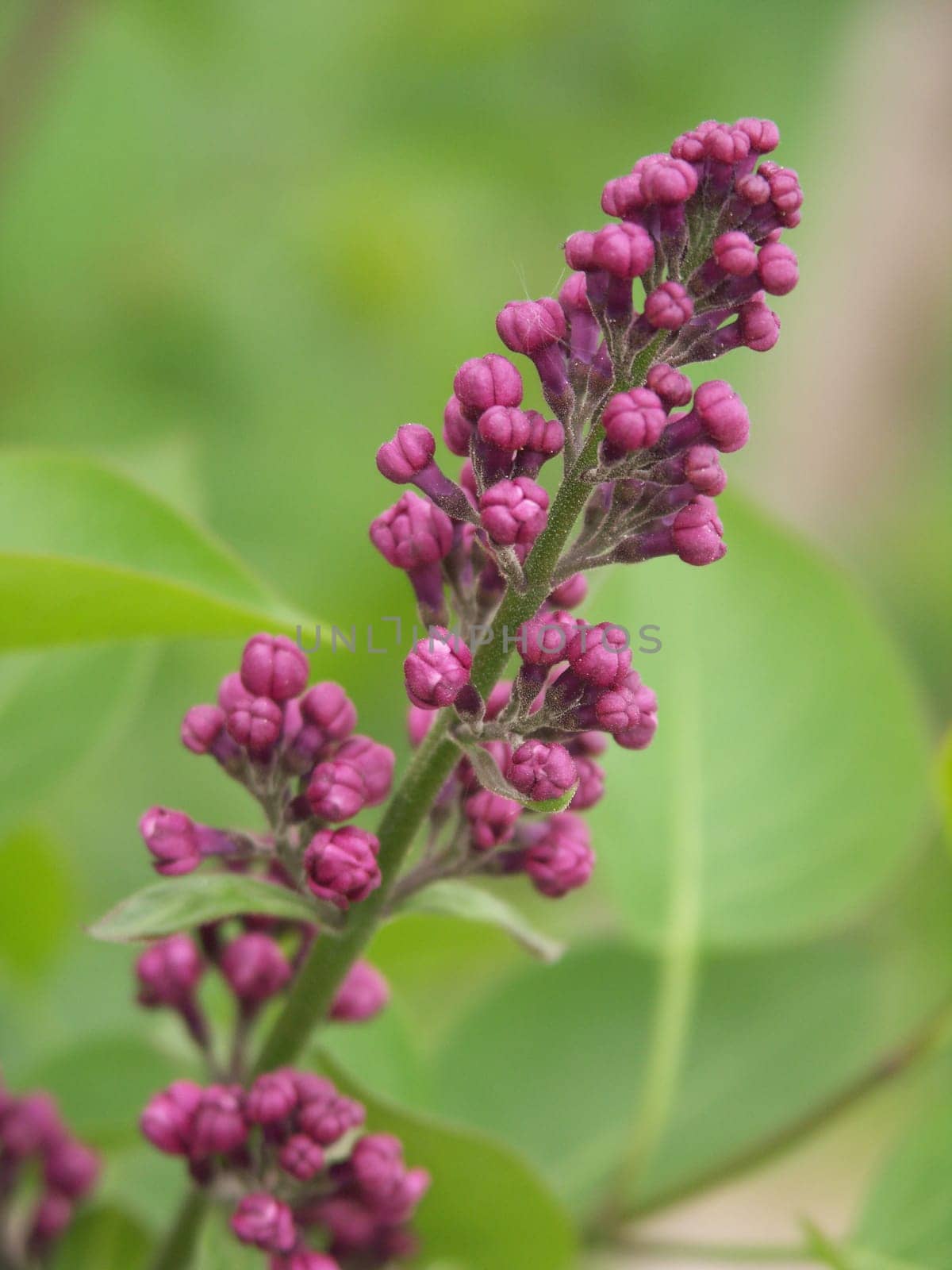 Lilac