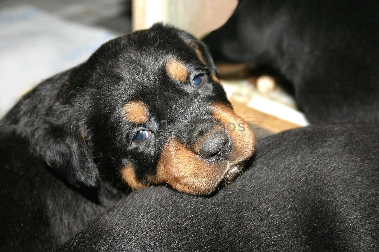 Rottweiler babies - 4 weeks old