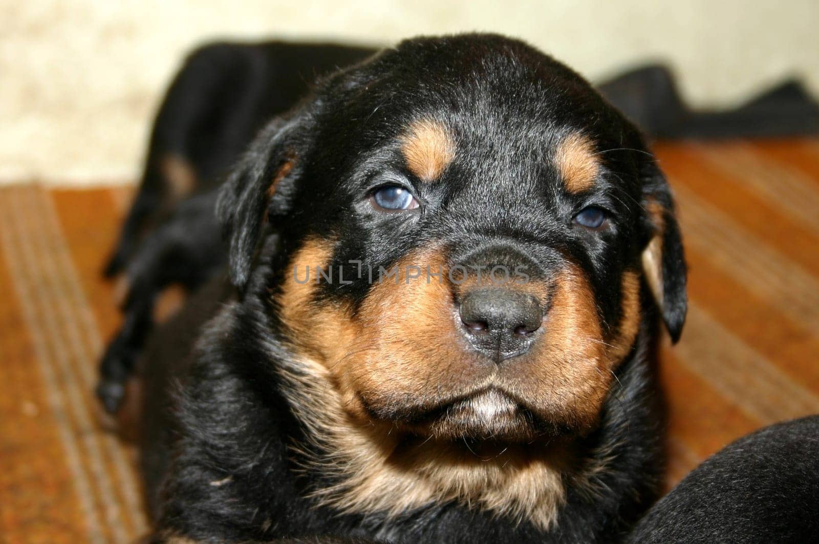 Rottweiler Babies - 4 weeks old - 04